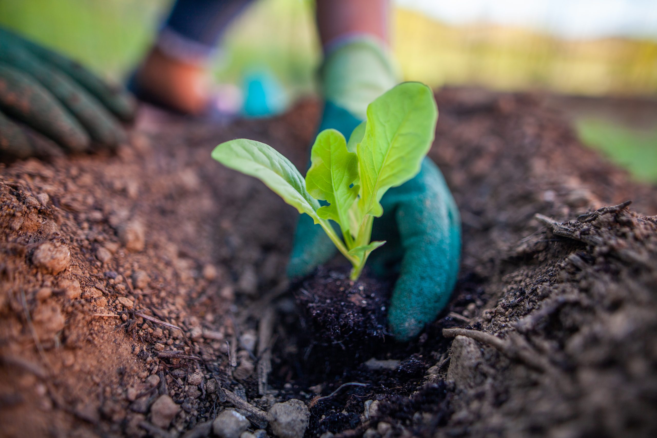 Lettuce being planted out
