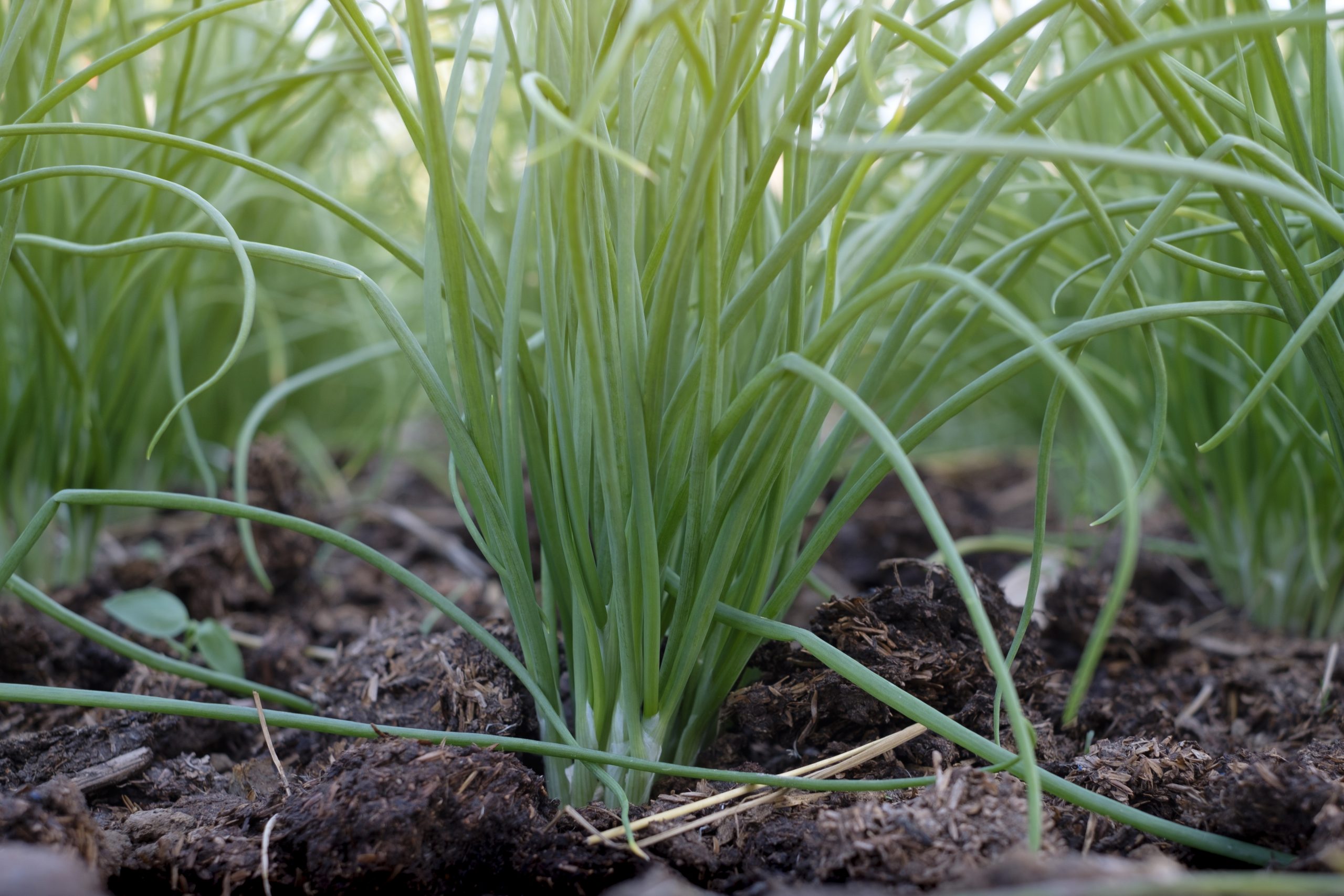Onions growing