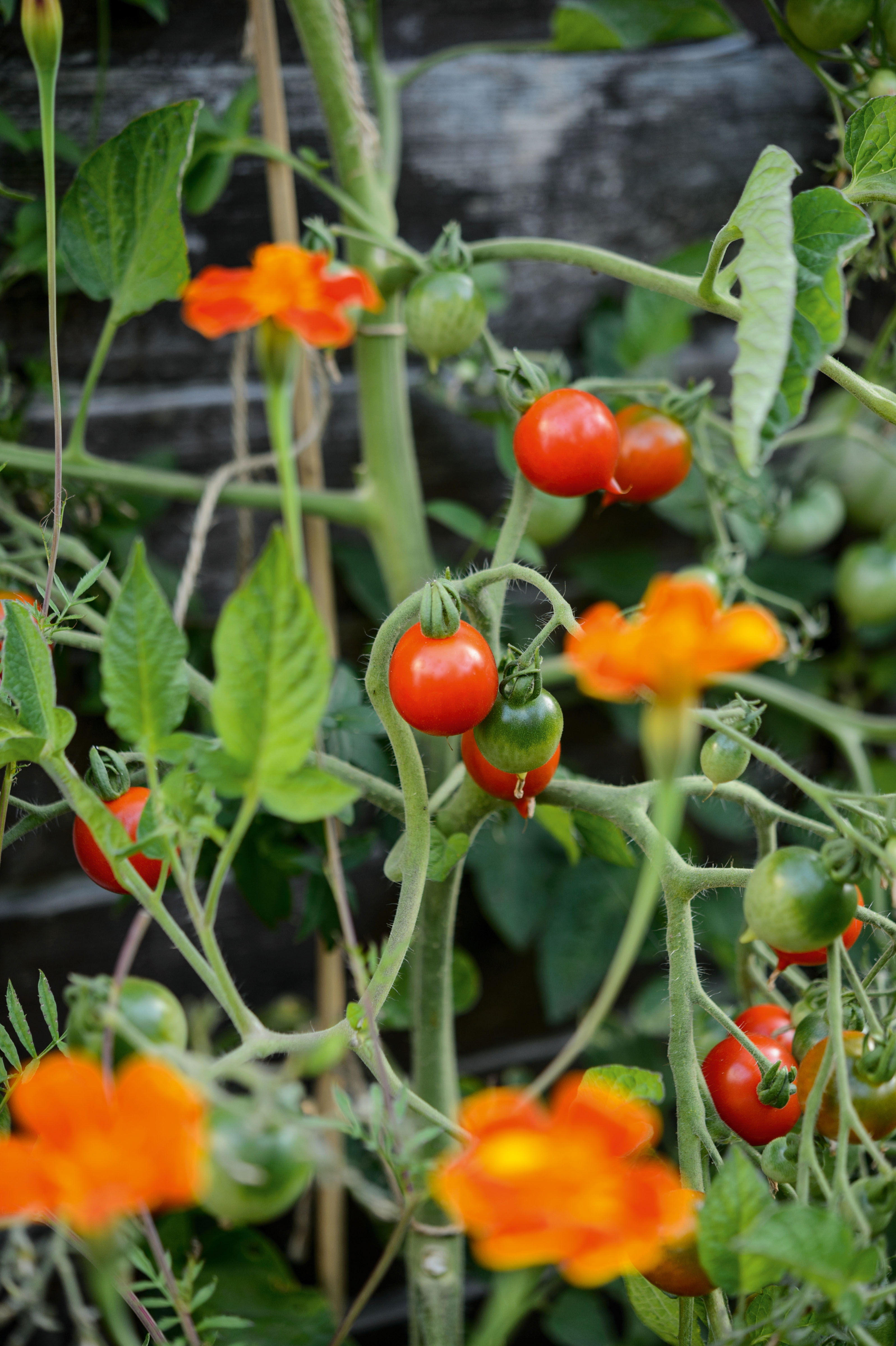 Tomato 'Stupice'