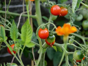 Tomato 'Stupice' Tomato 'Stupice'