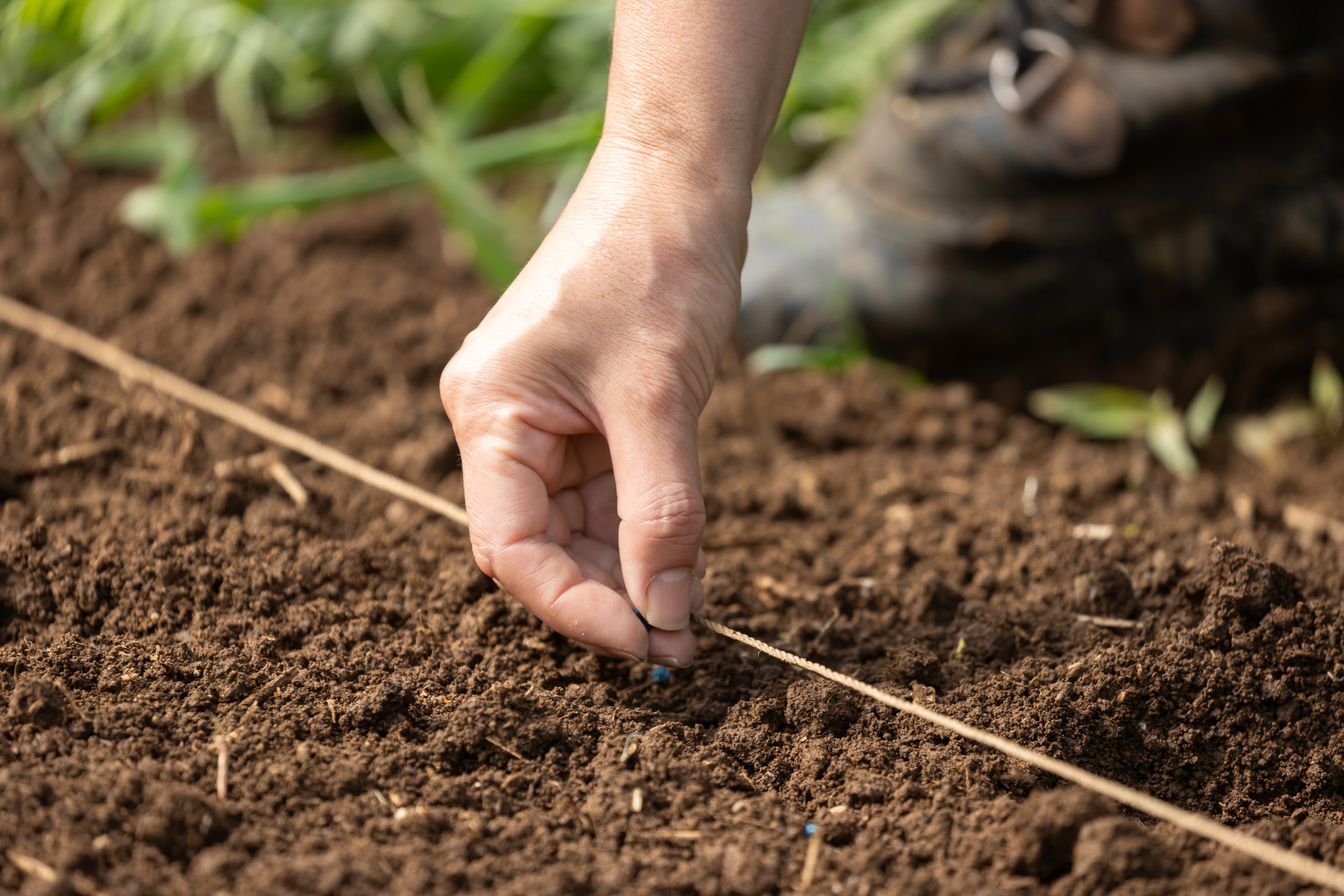 Sowing seeds in the ground