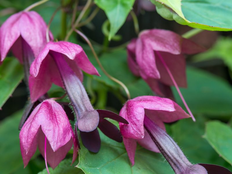 Deep purple flowers