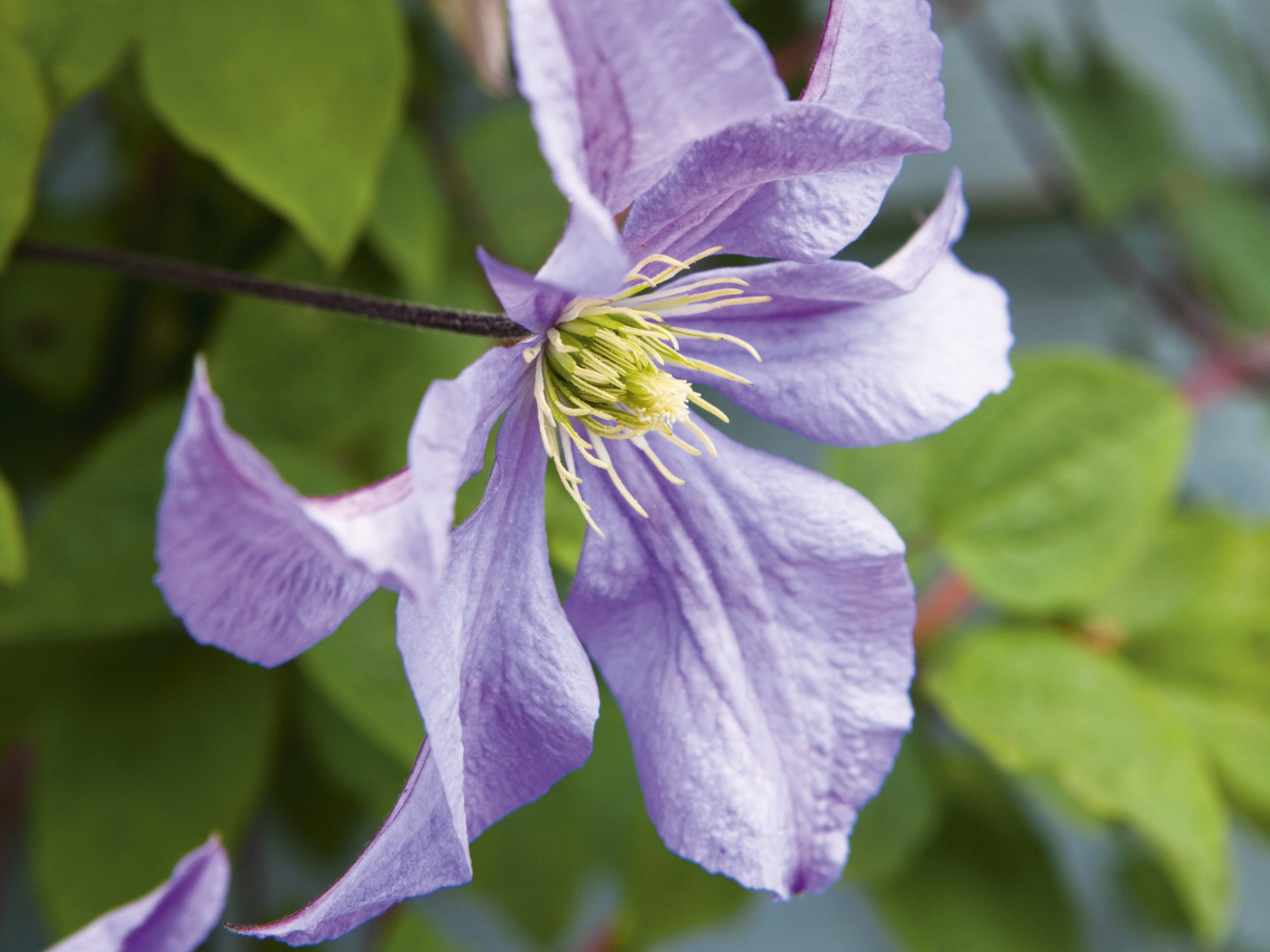 Purple flowers