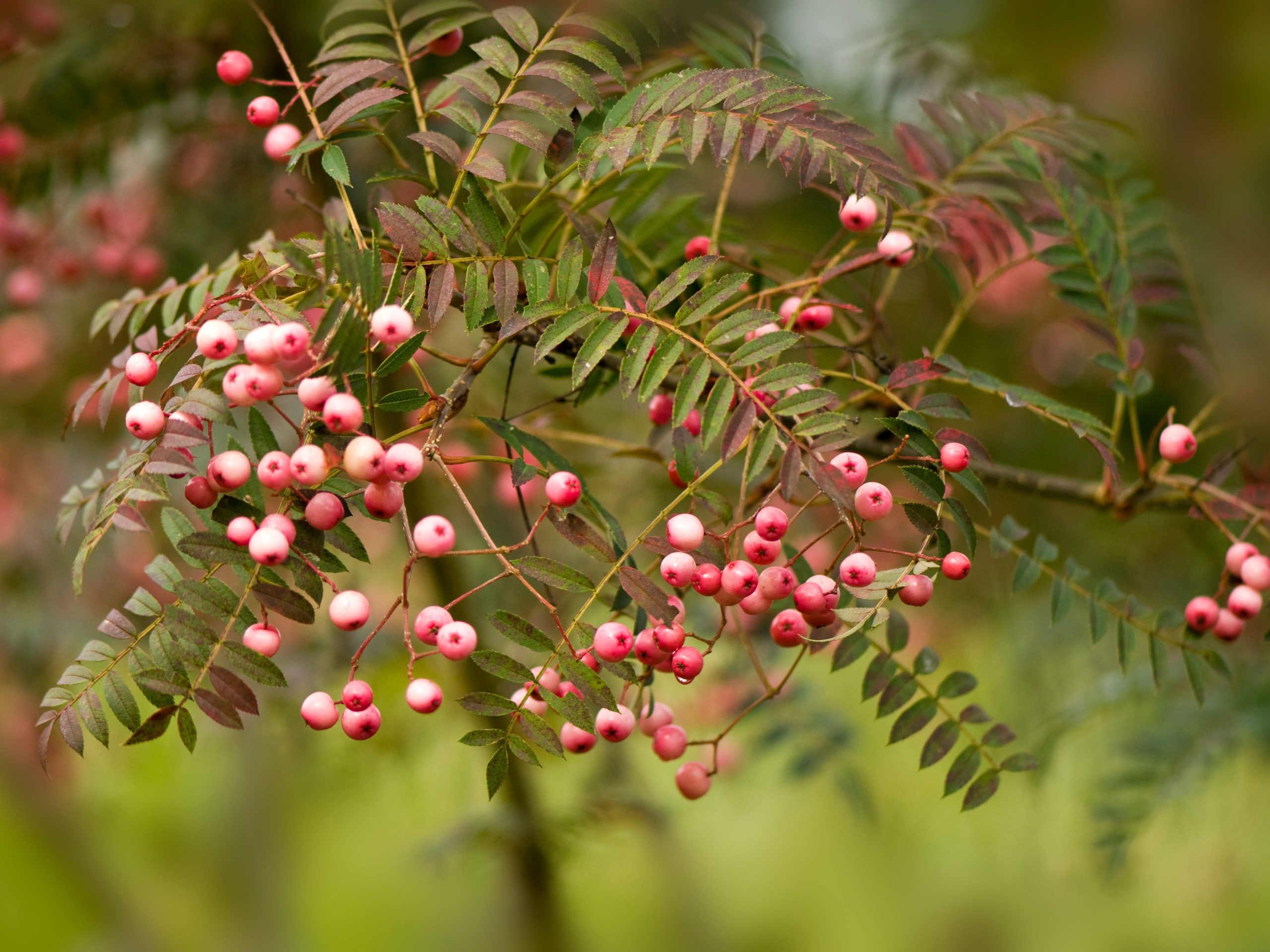 Pale pink berries