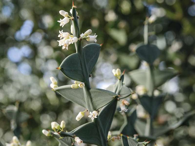 White flowers on plant