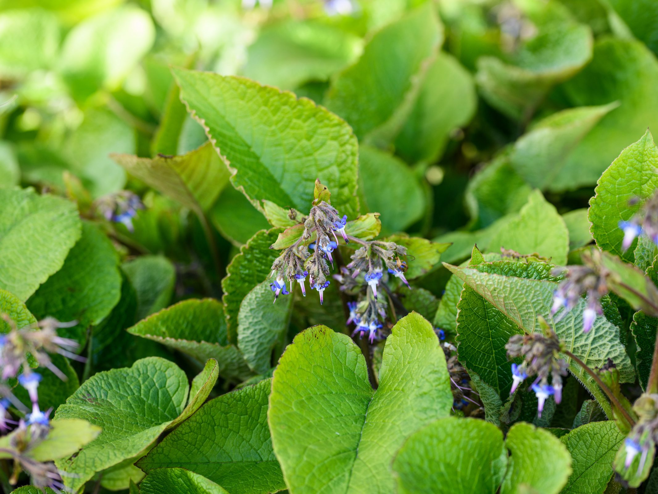 Small blue flowers