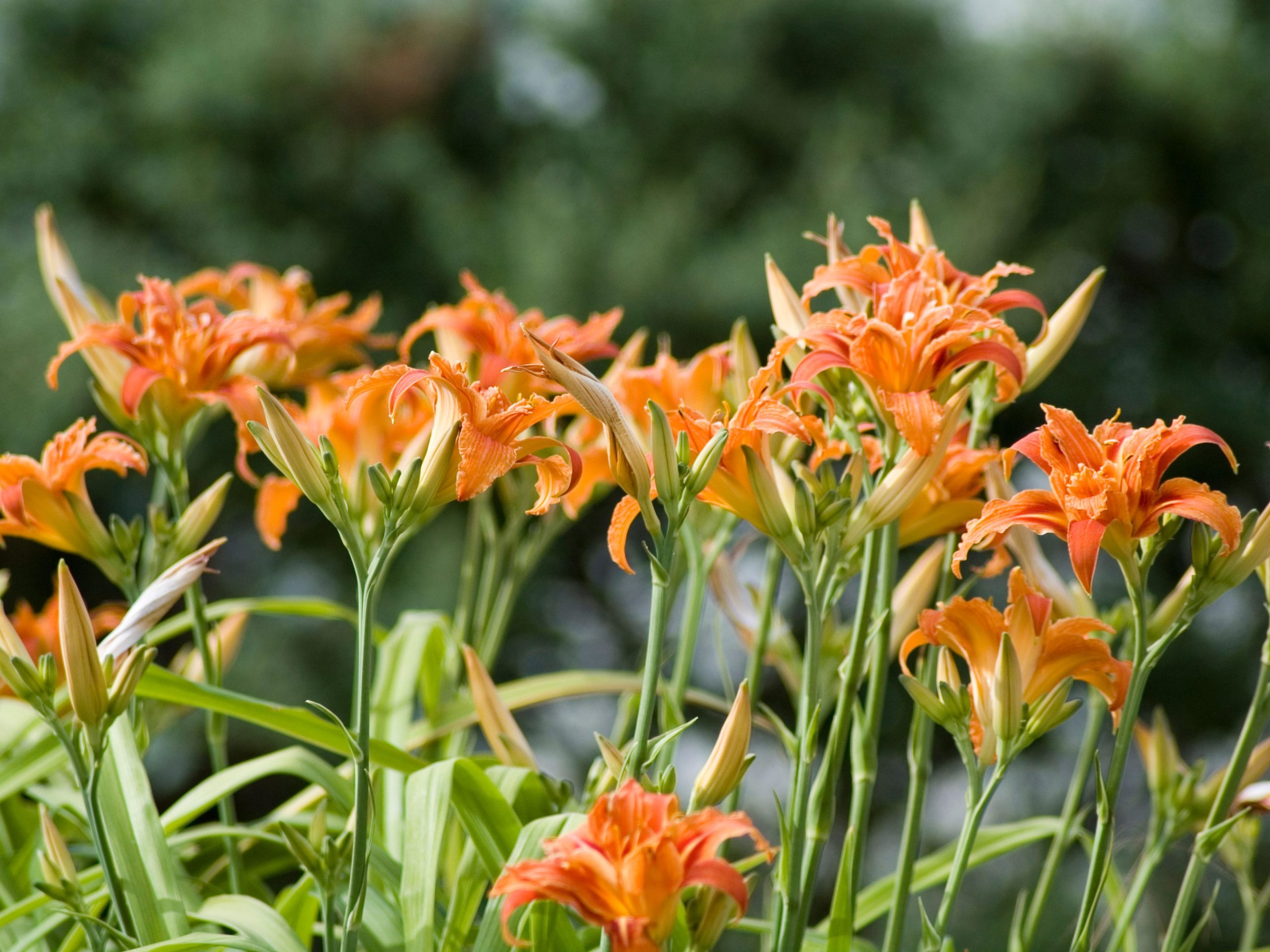Orange flowers