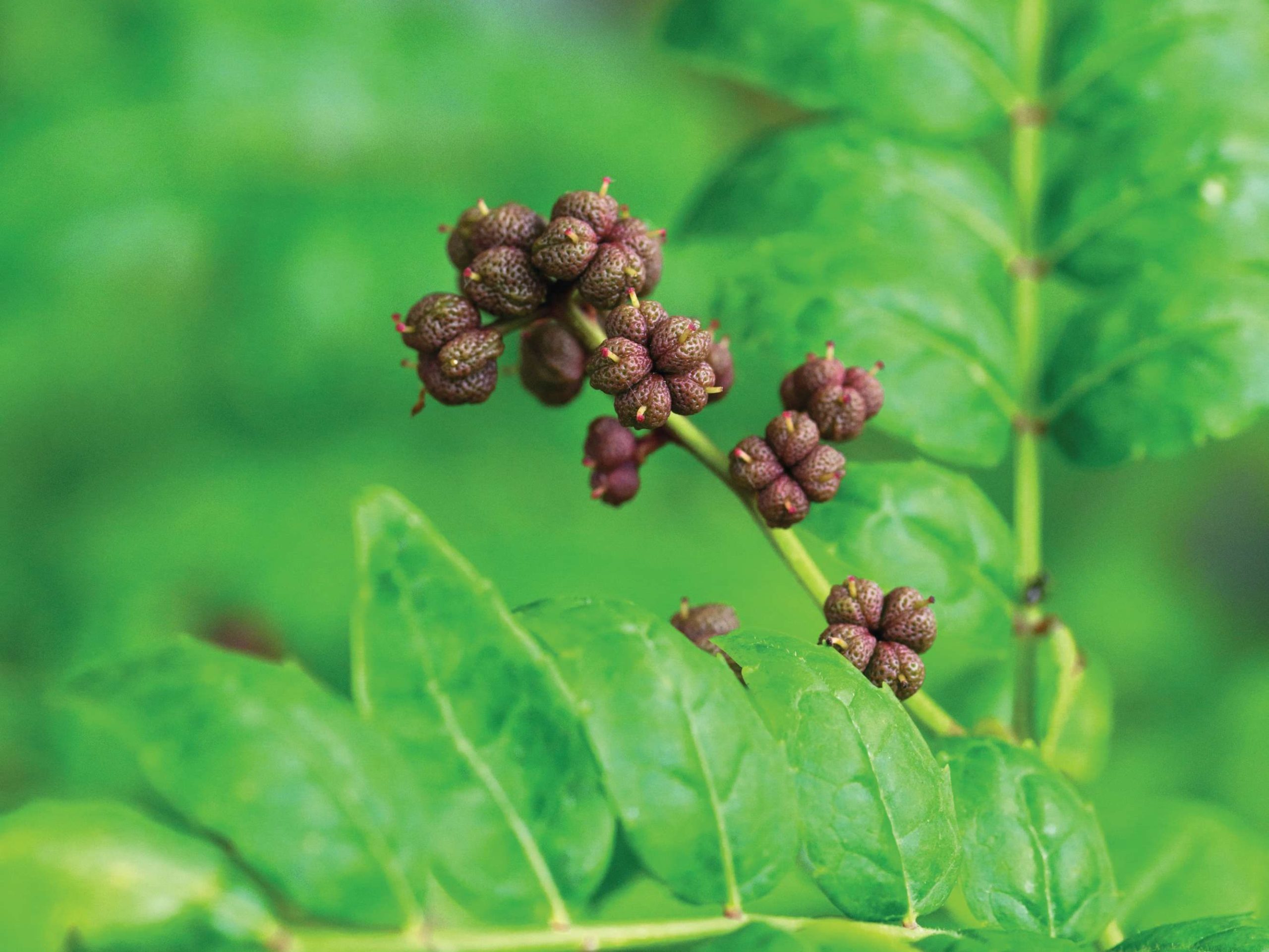 Plant with berries