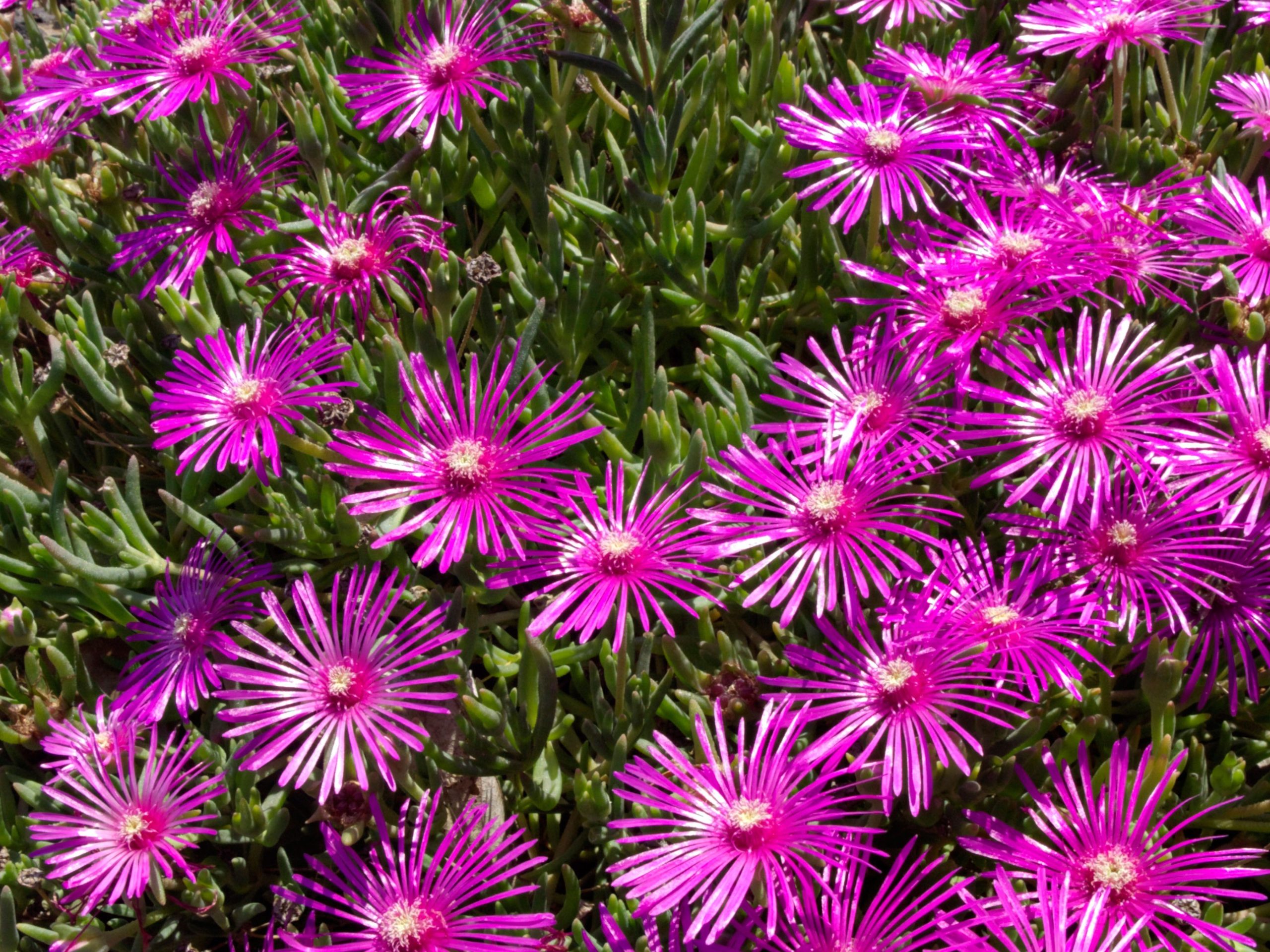 Pink flowers