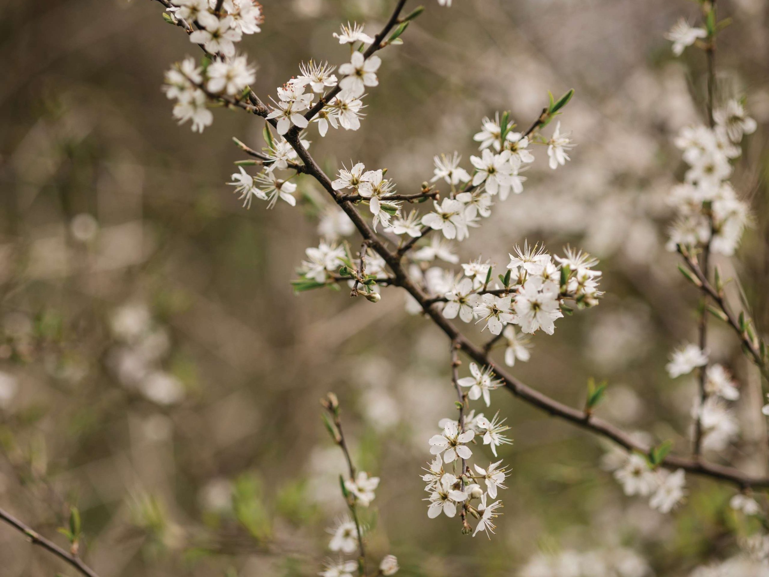 Small white flowers growing on branch