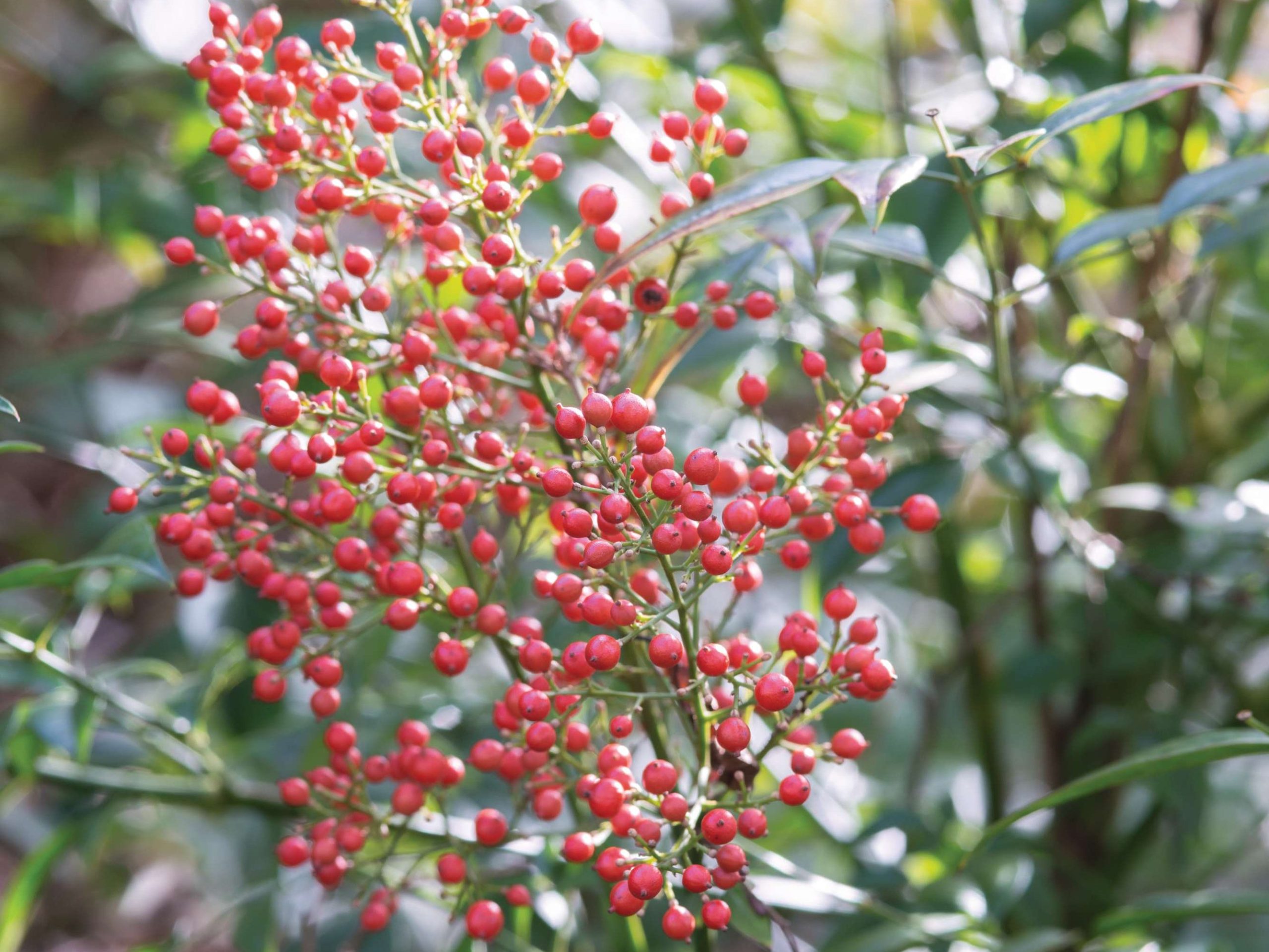 Red berries