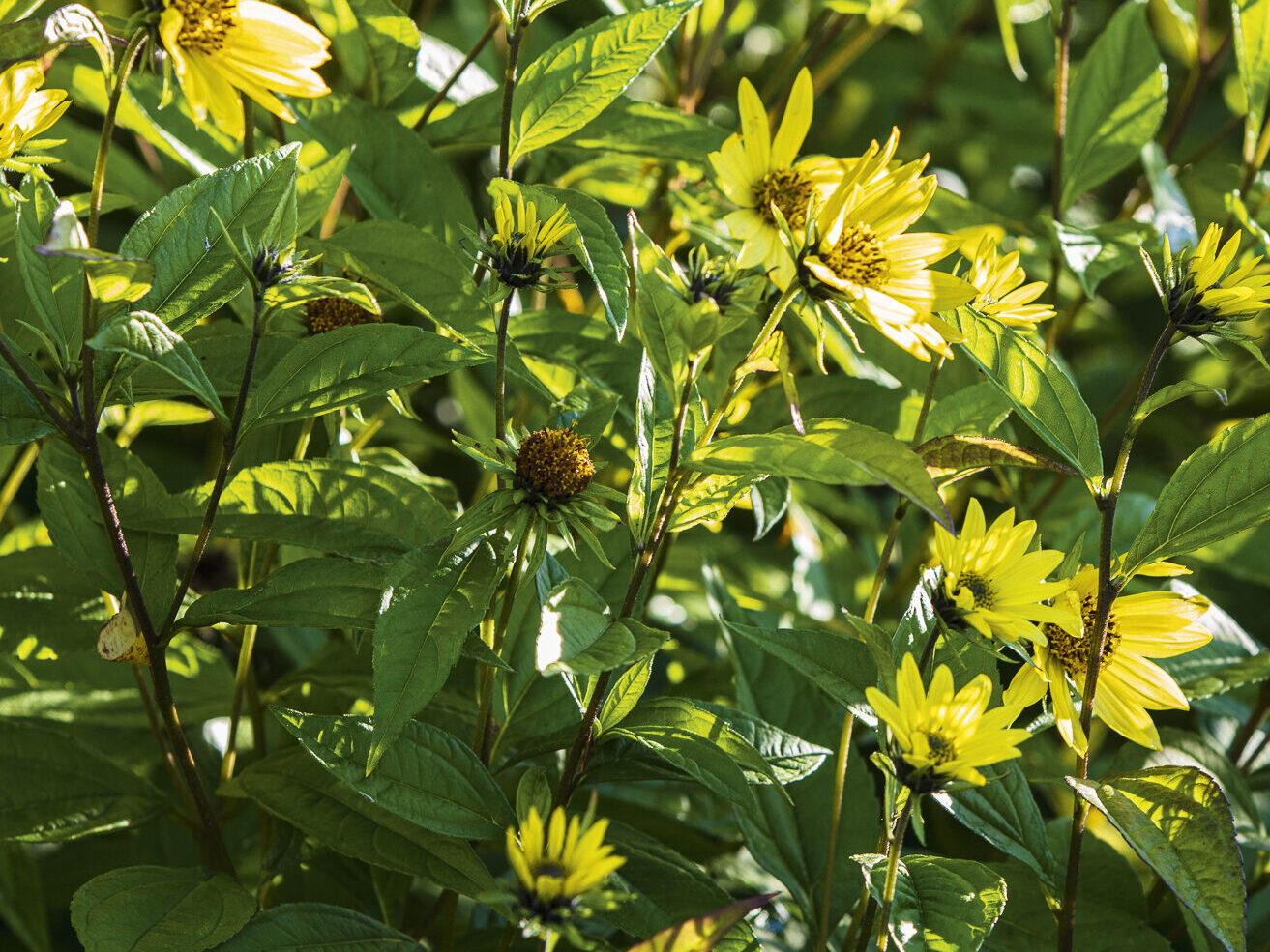 Helianthus ‘Lemon Queen’