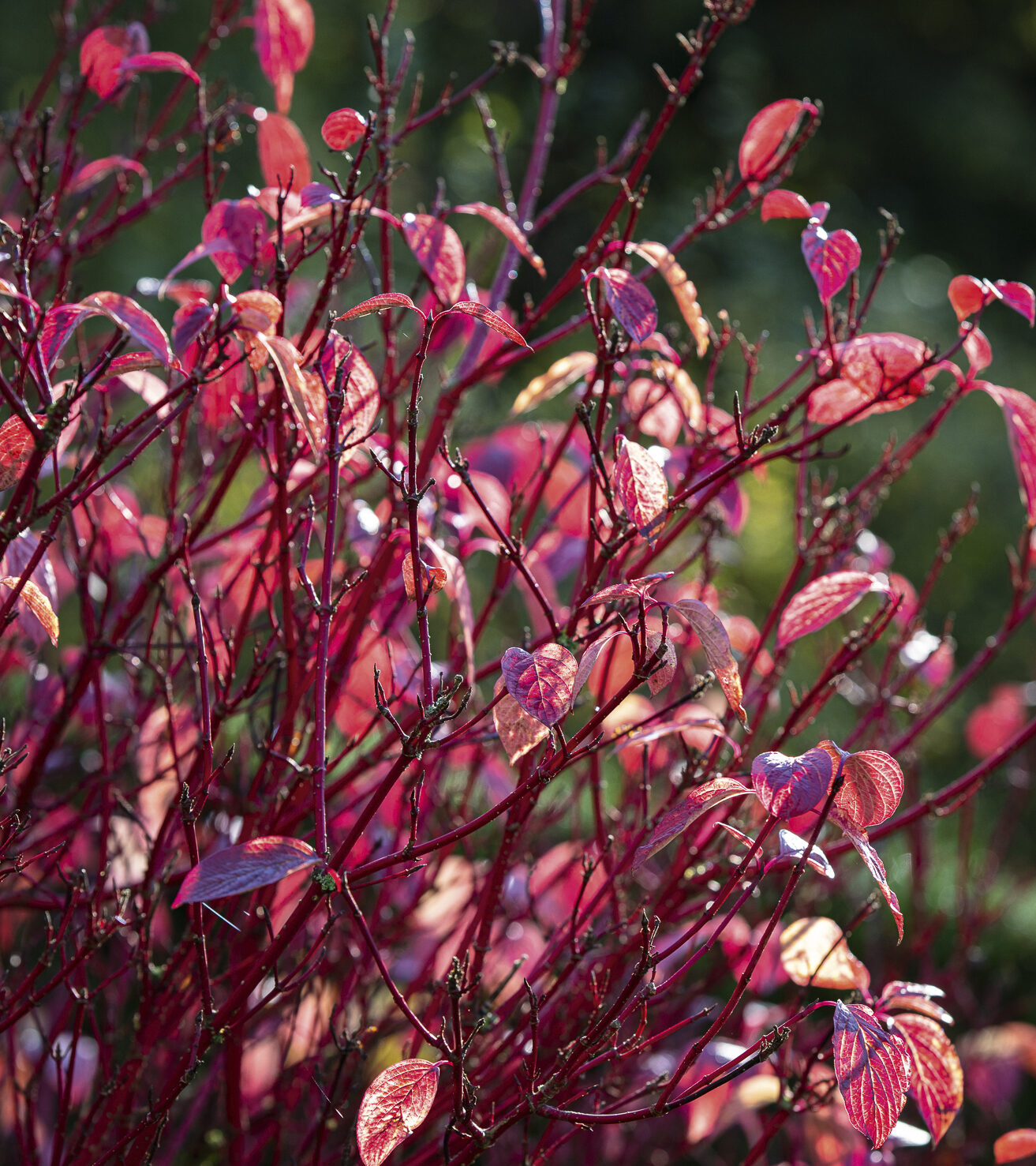 Cornus alba ‘Elegantissima’