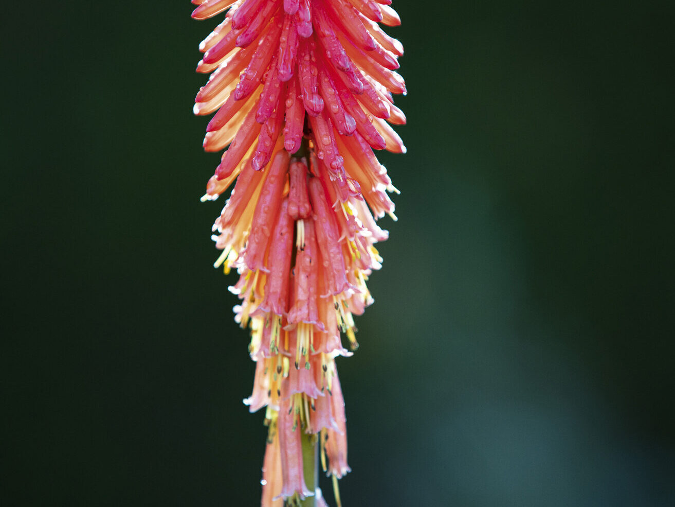 Kniphofia ‘Nancy’s Red’