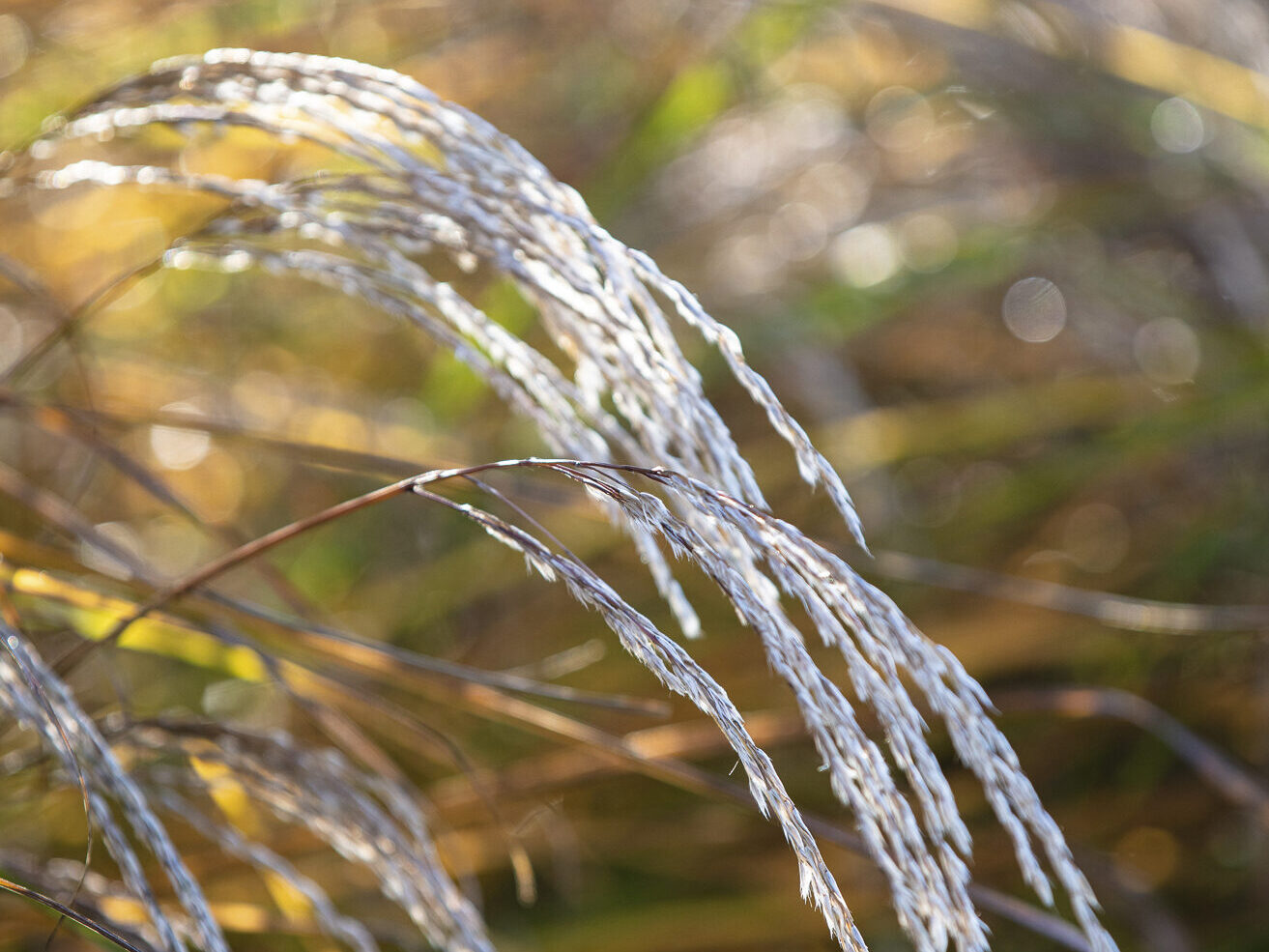Miscanthus sinensis ‘Kleine Fontäne’ 