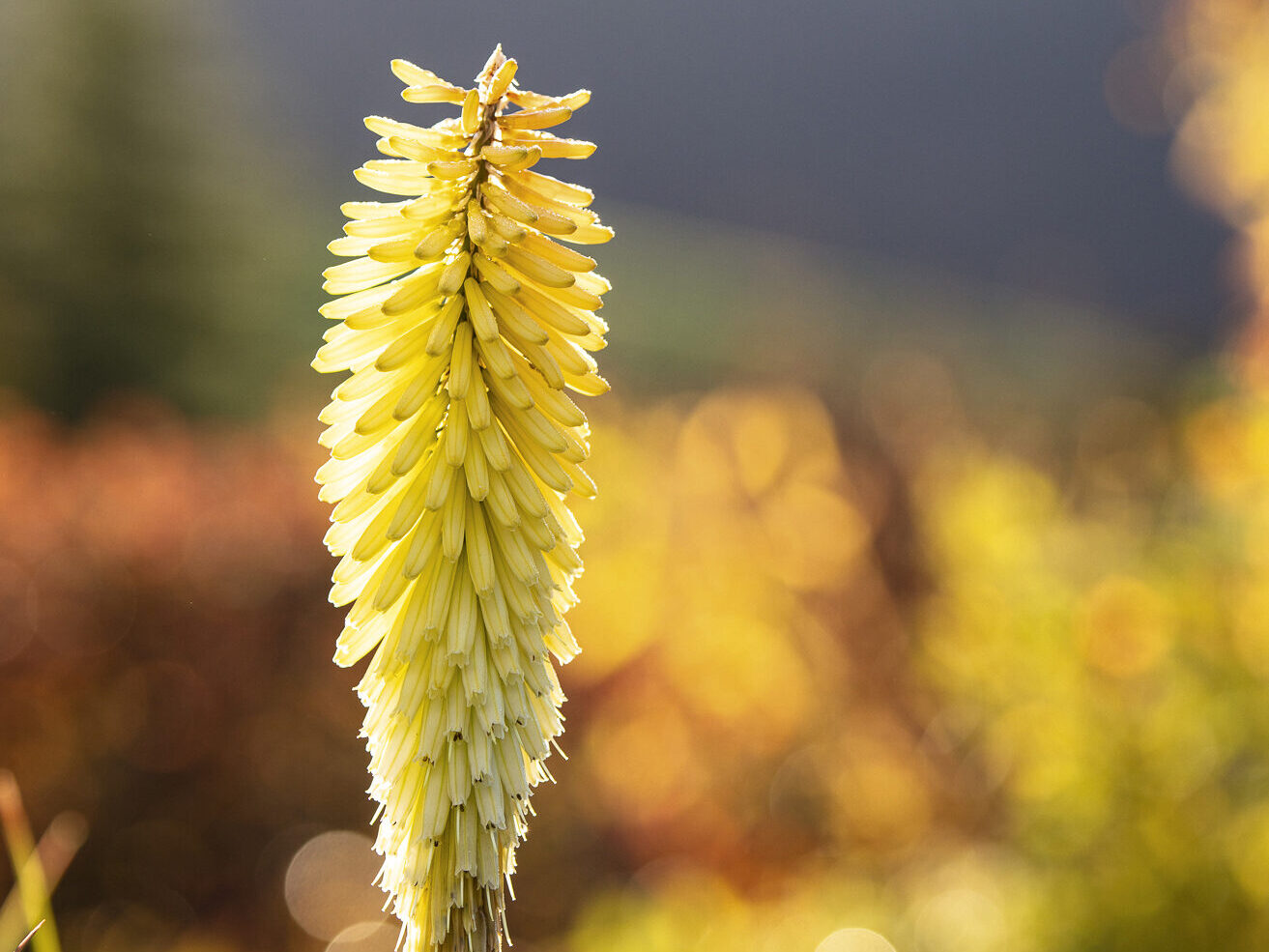 Kniphofia ‘Percy’s Pride’
