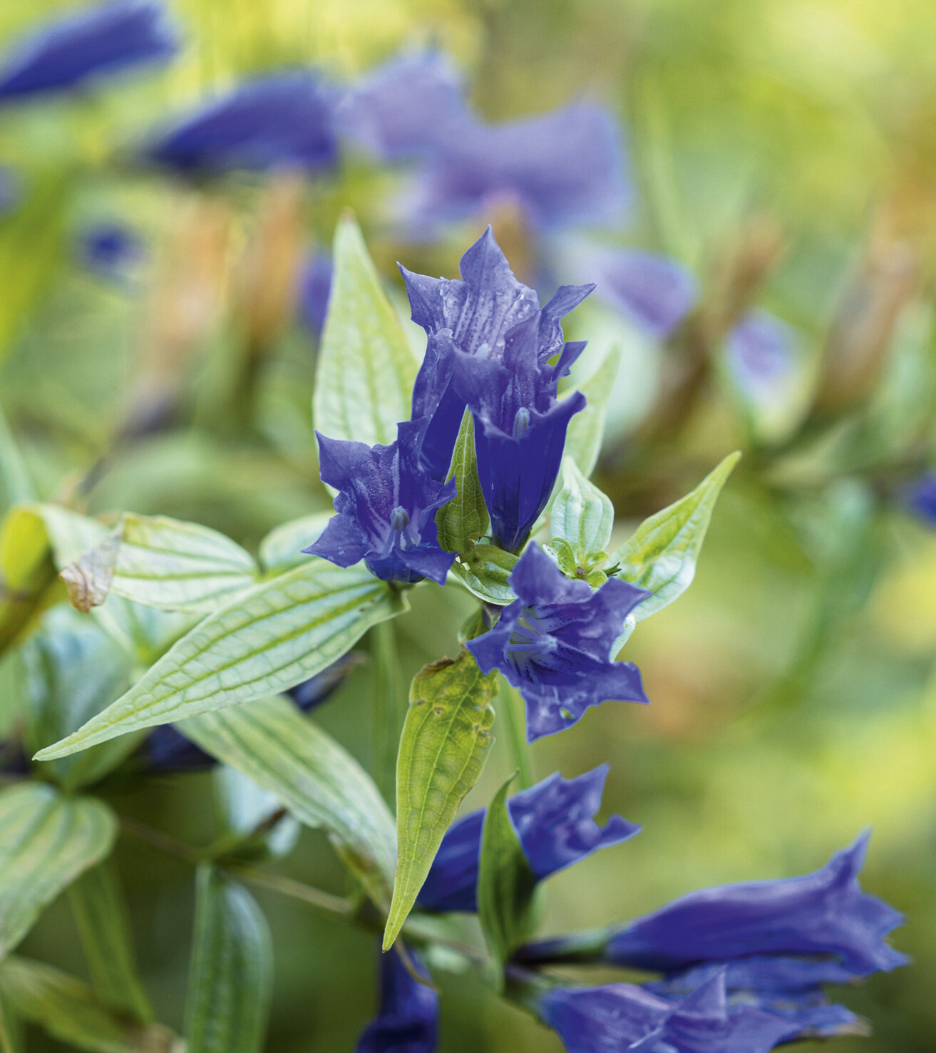 Gentiana asclepiadea