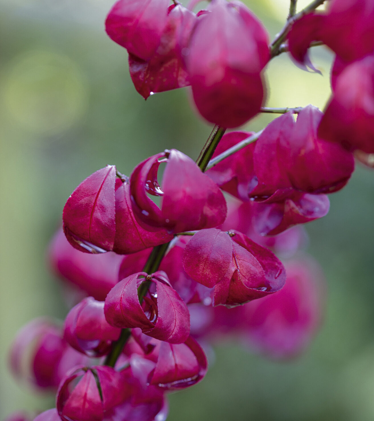 Euonymus alatus 