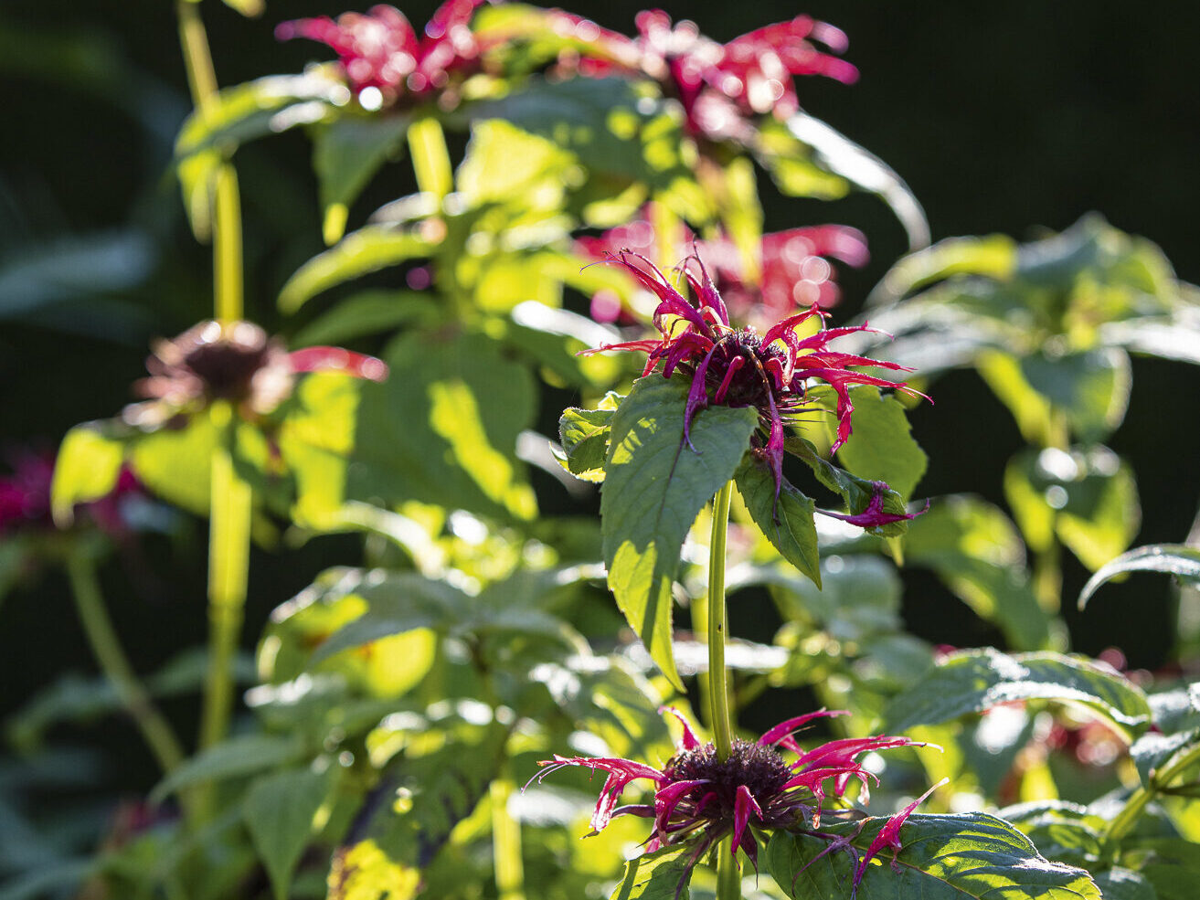 Monarda ‘Cambridge Scarlet’