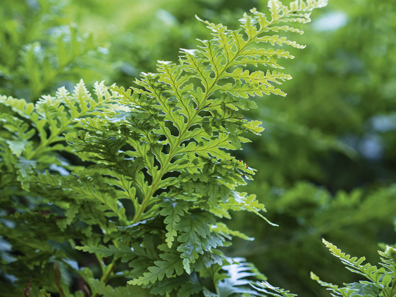 Polypodium x mantoniae ‘Cornubiense’