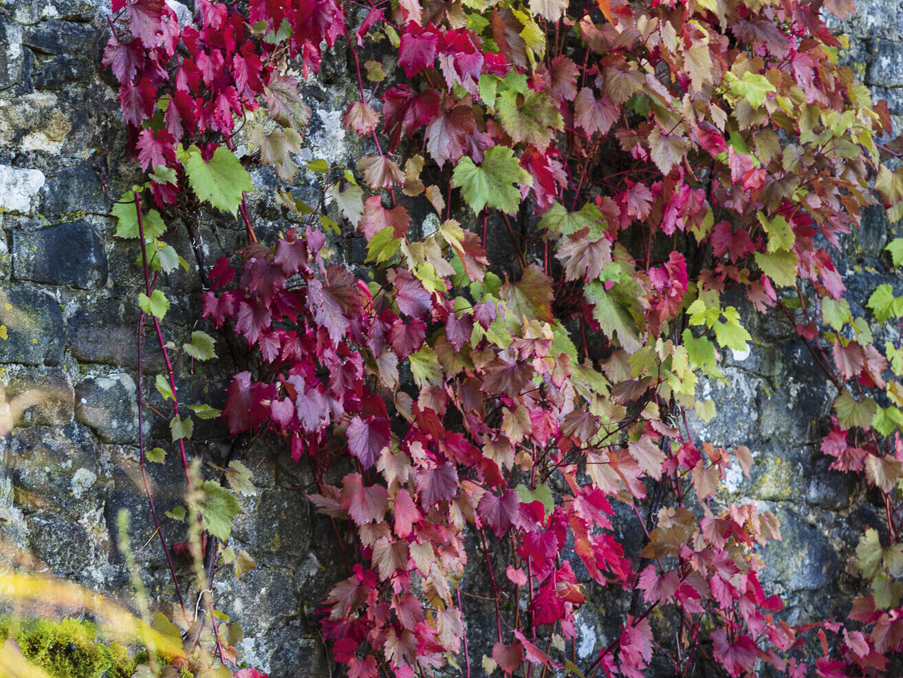 Vitis vinifera ‘Purpurea’ 