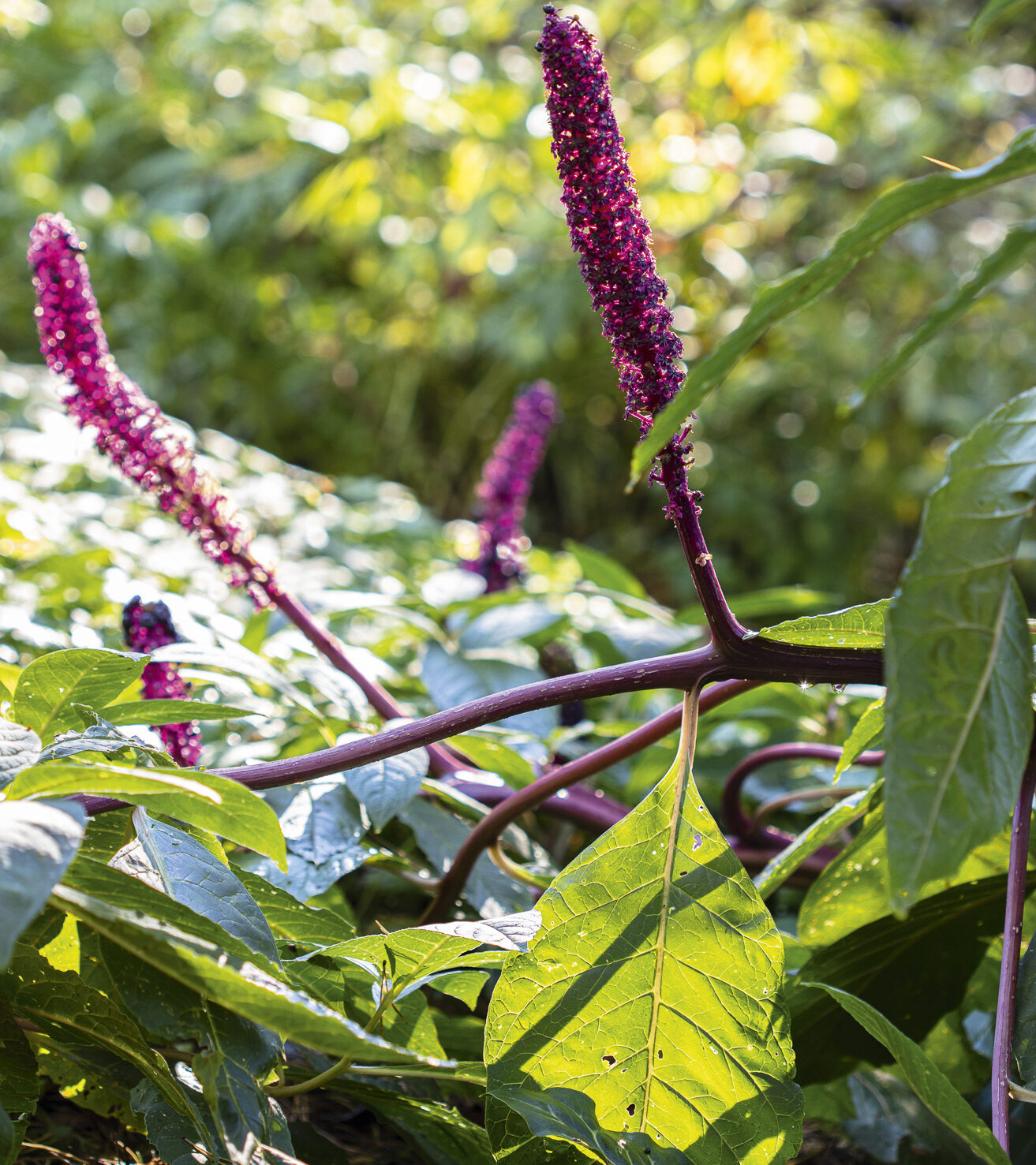 Phytolacca americana 
