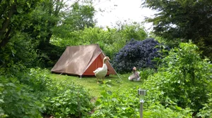 Camping in a garden Camping in a garden
