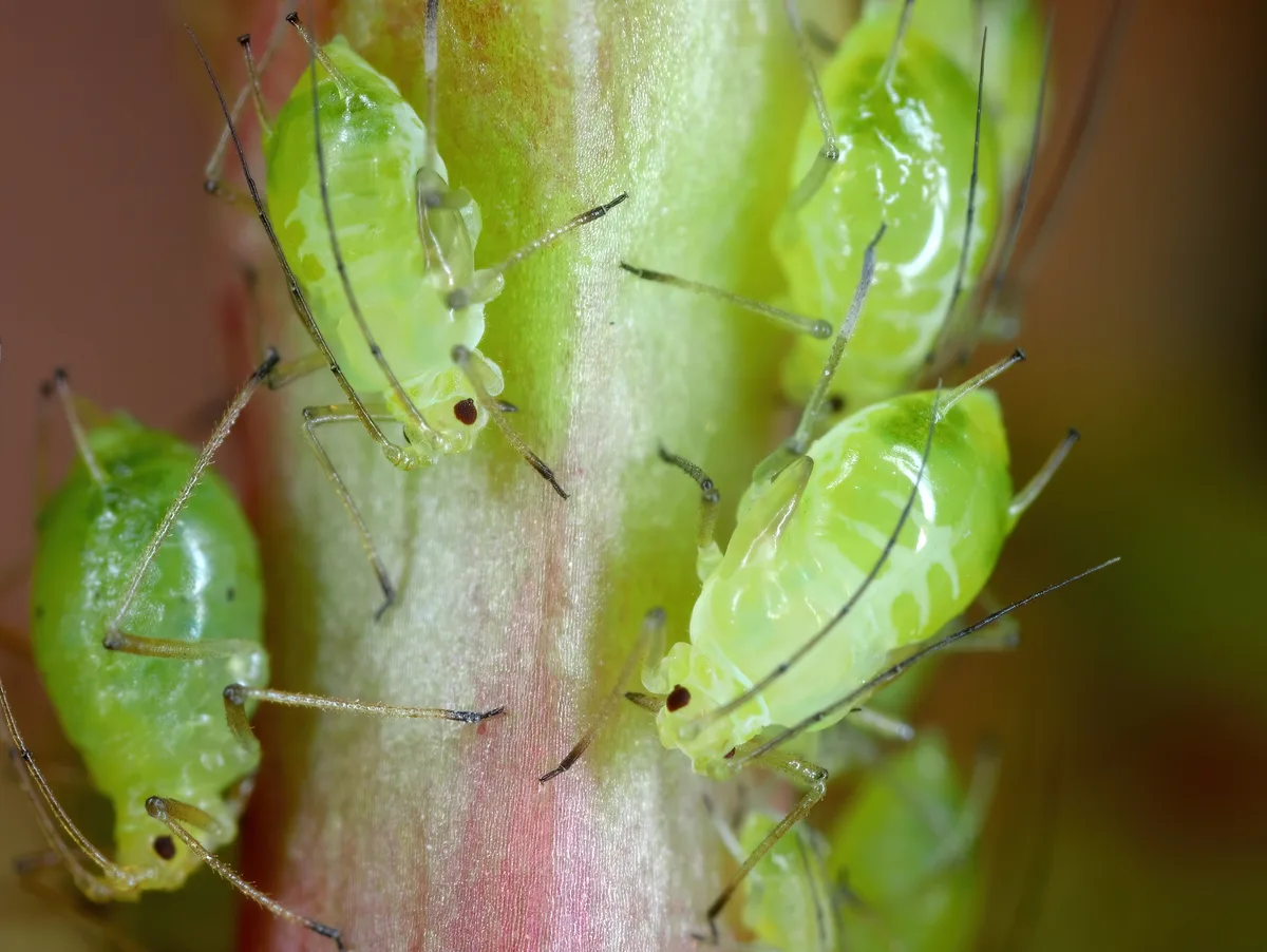 Prickly Lettuce Aphid (Acyrthosiphon lactucae) Insecta. Adult Aphid on Green Leaf. Greenfly or Green Aphid Garden Parasite Insect Pest Macro. © Getty / Tomasz Klejdysz