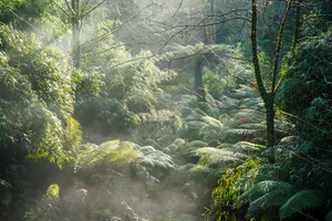Misty Jungle, Heligan