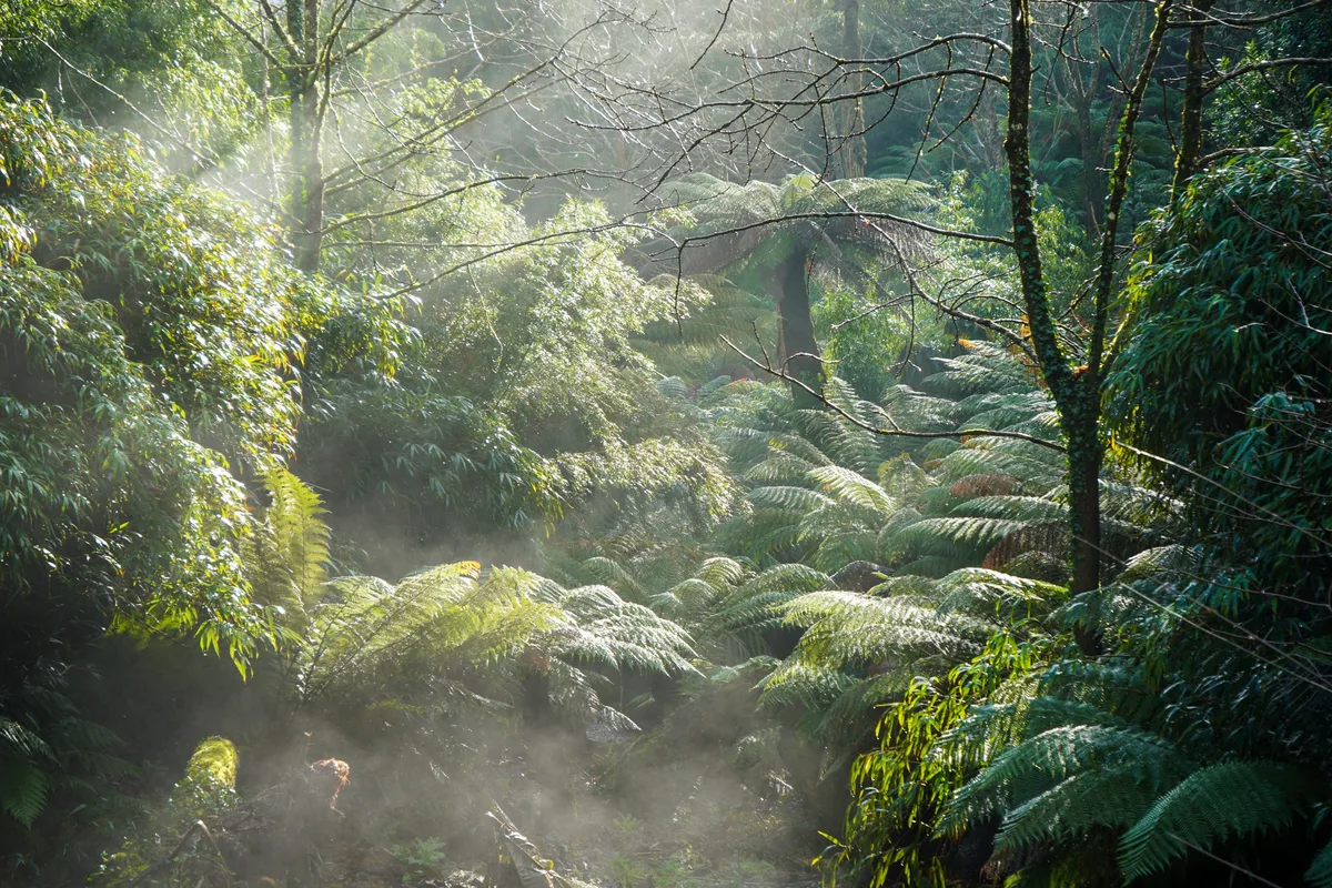 Misty Jungle, Heligan