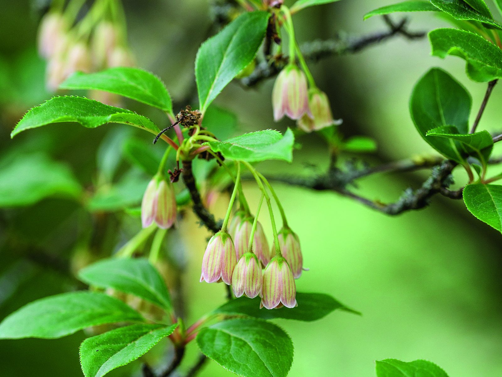 Flowers growing in garden
