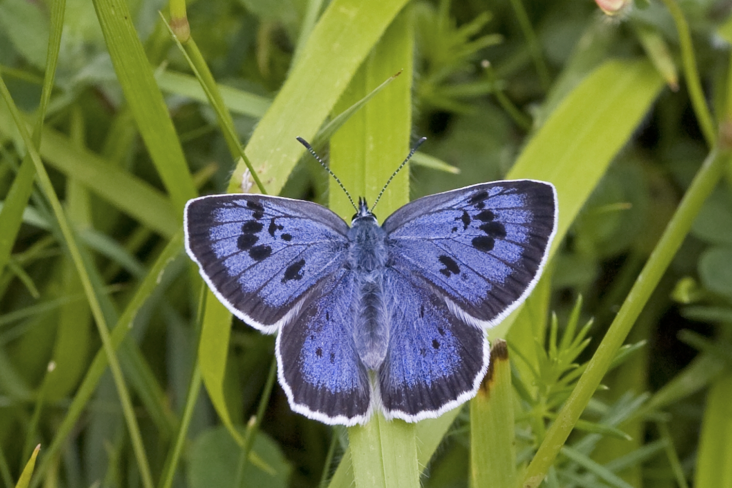Large Blue butterfly
