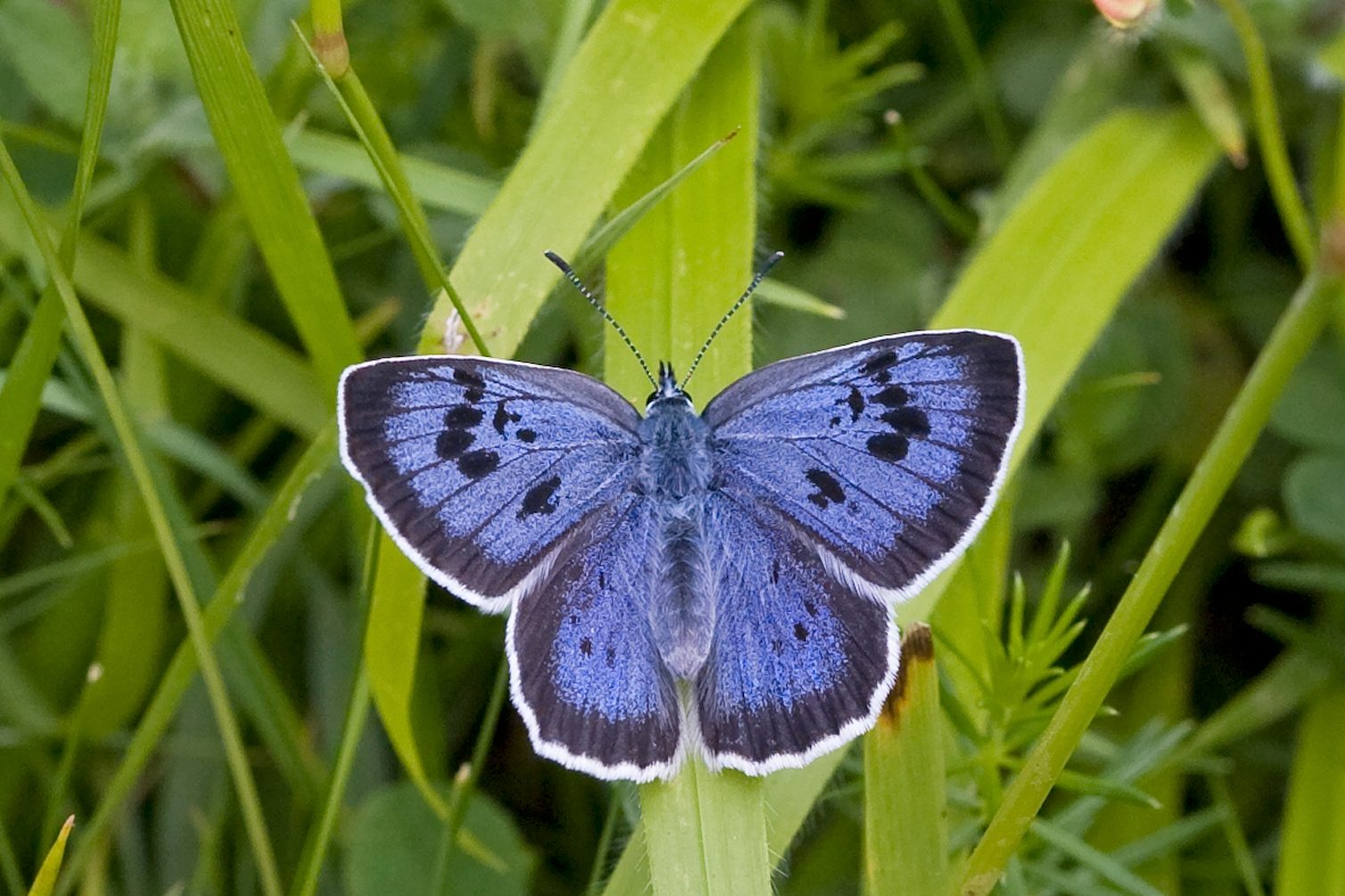 Large Blue butterfly