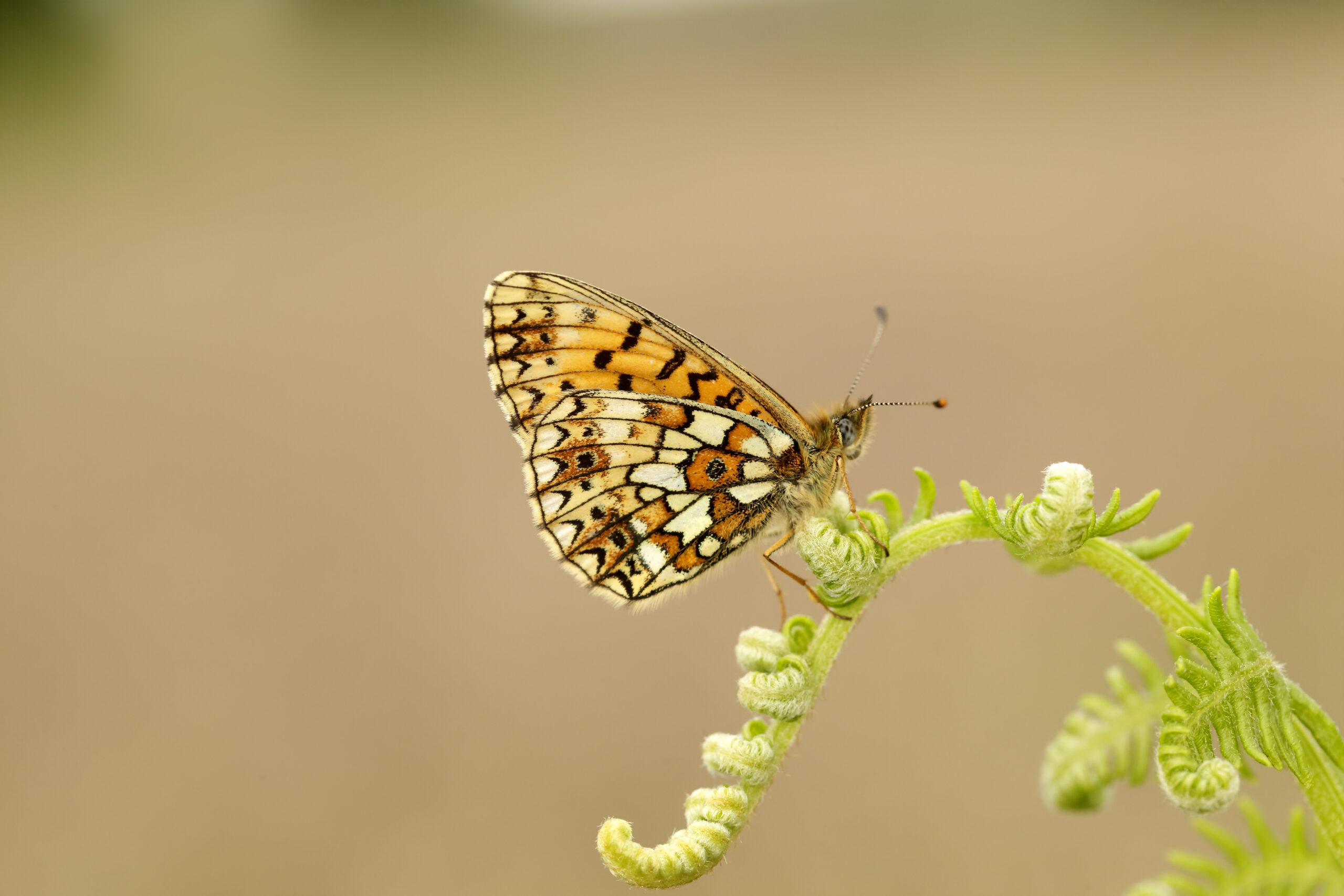 Small Pearl-bordered Fritillary butterfly