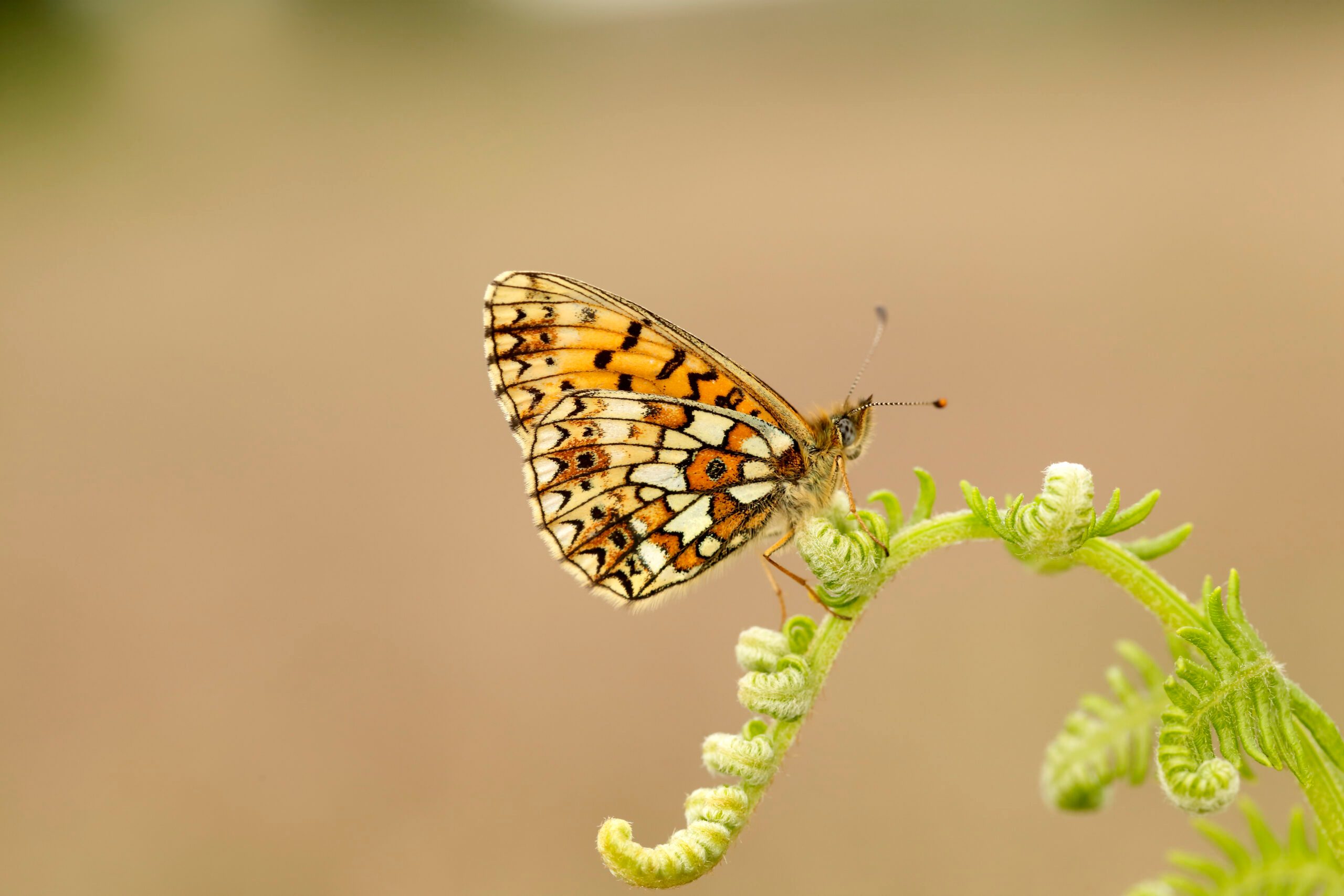Small Pearl-bordered Fritillary butterfly
