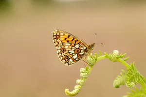 Small Pearl-bordered Fritillary butterfly © Iain H Leach Small Pearl-bordered Fritillary butterfly