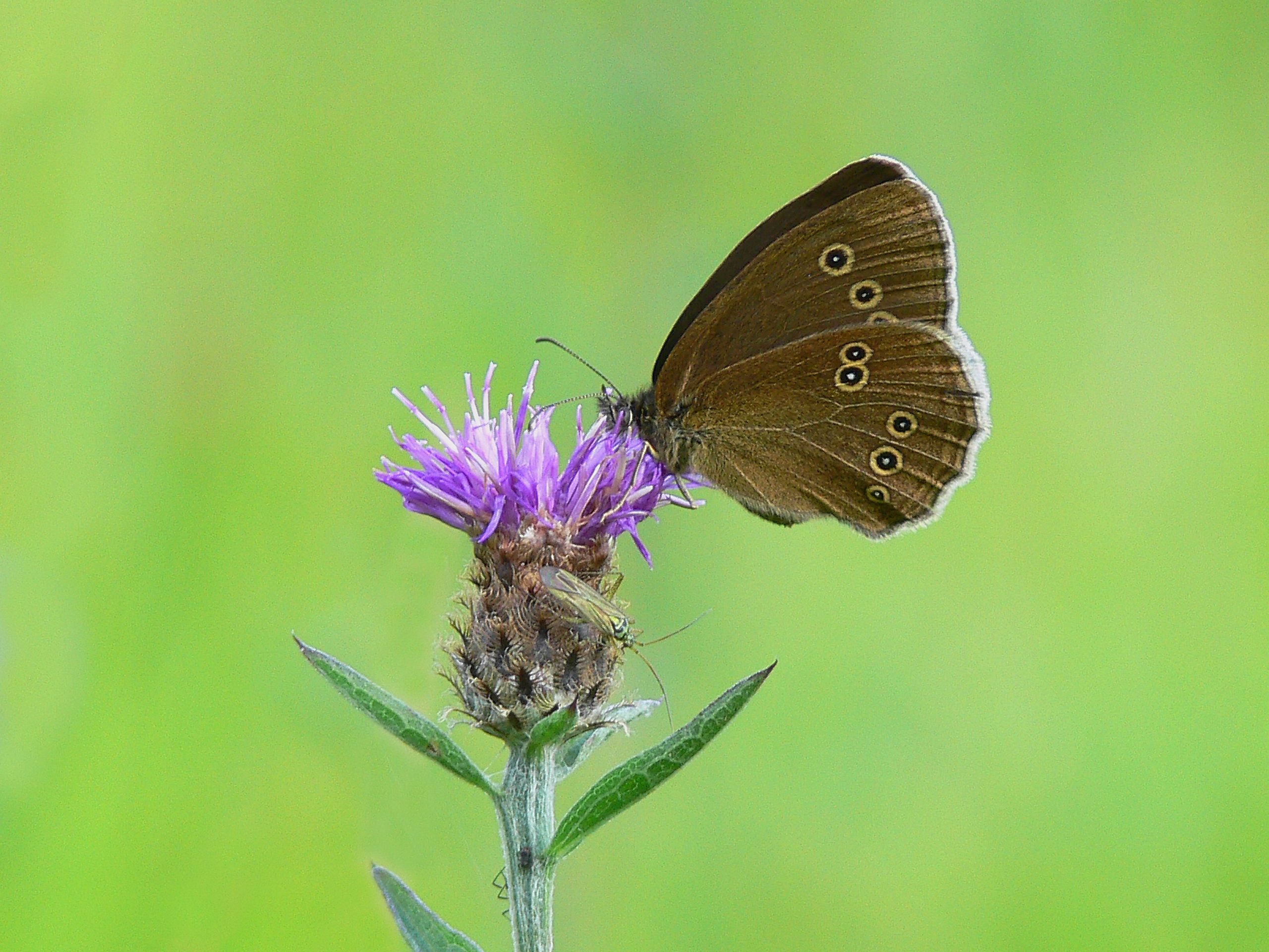 Ringlet butterfly