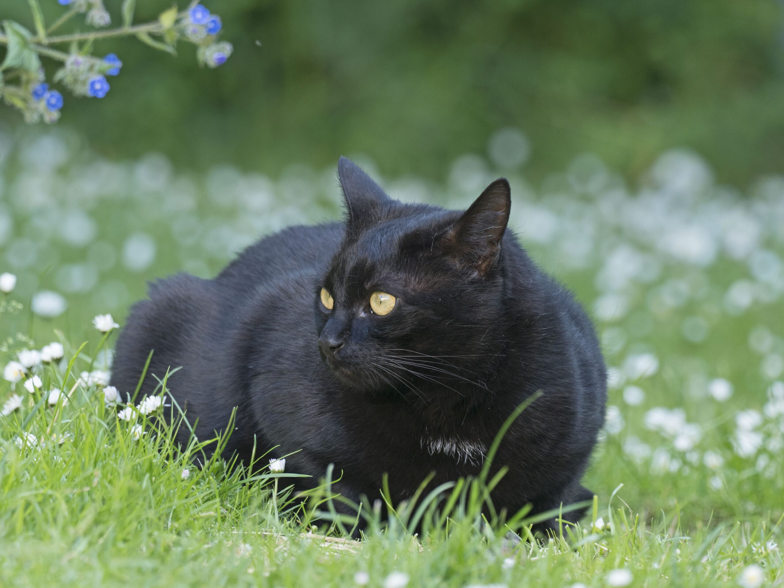 Domestic cat sitting in grass