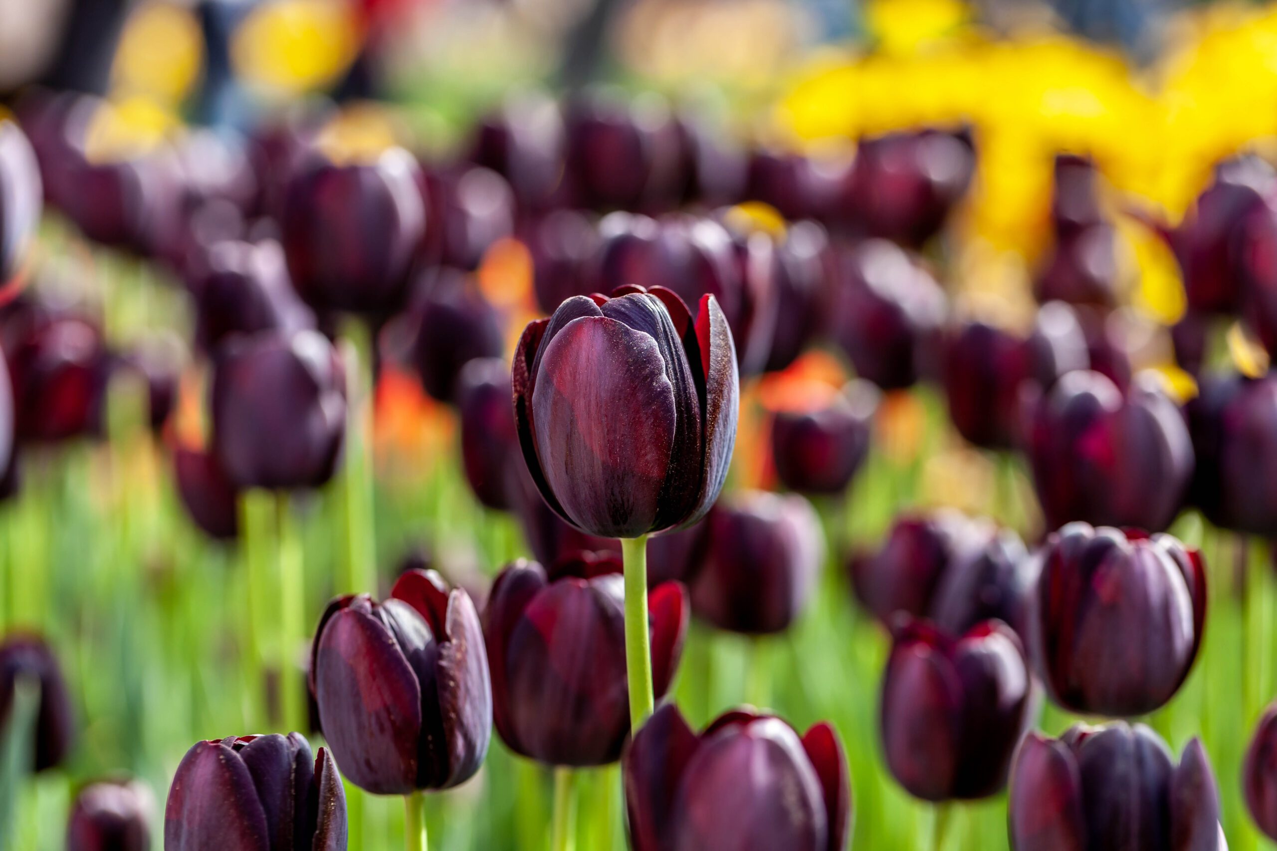 Tulip 'Queen of Night'