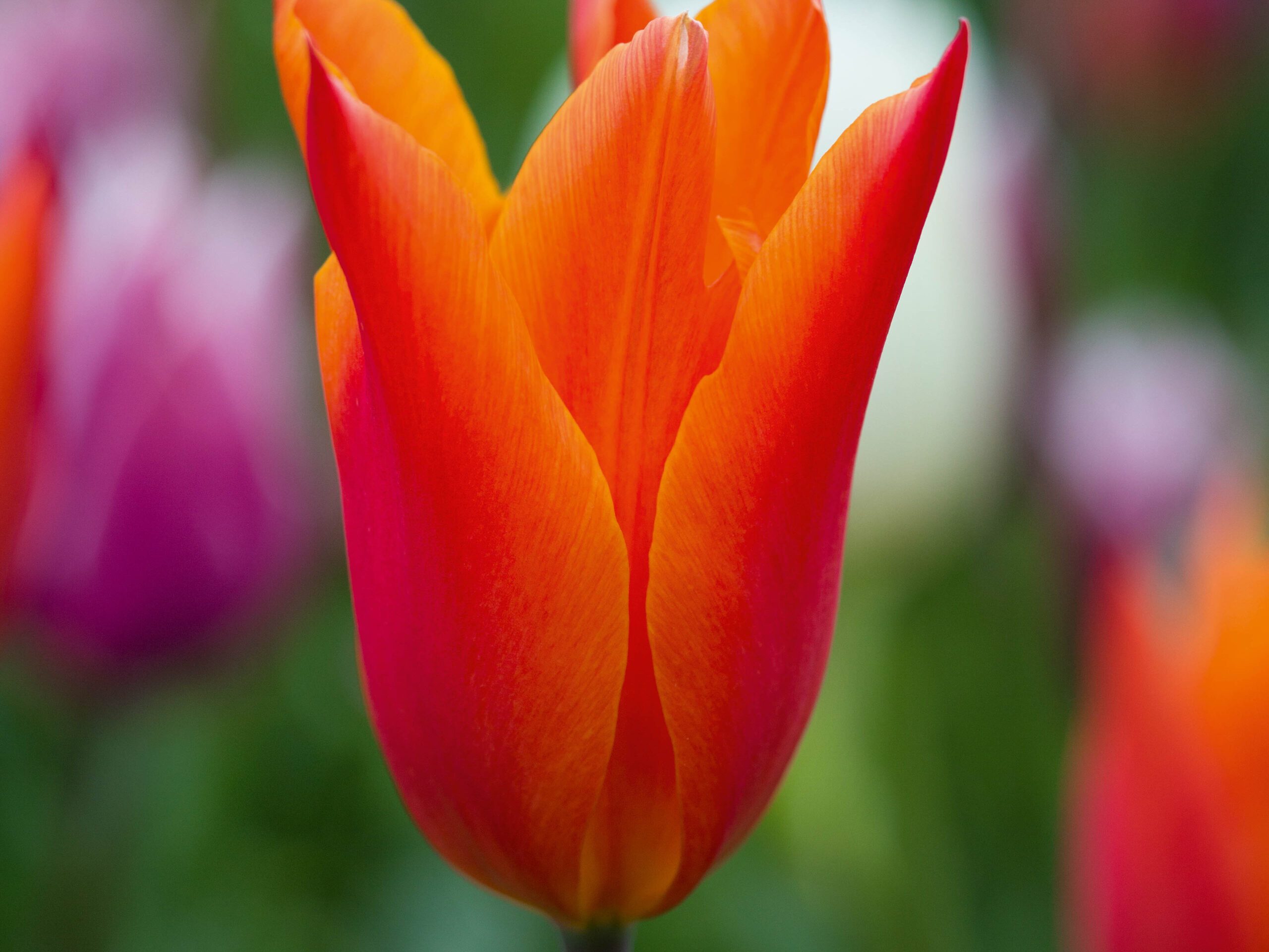 Tulipa 'Ballerina'