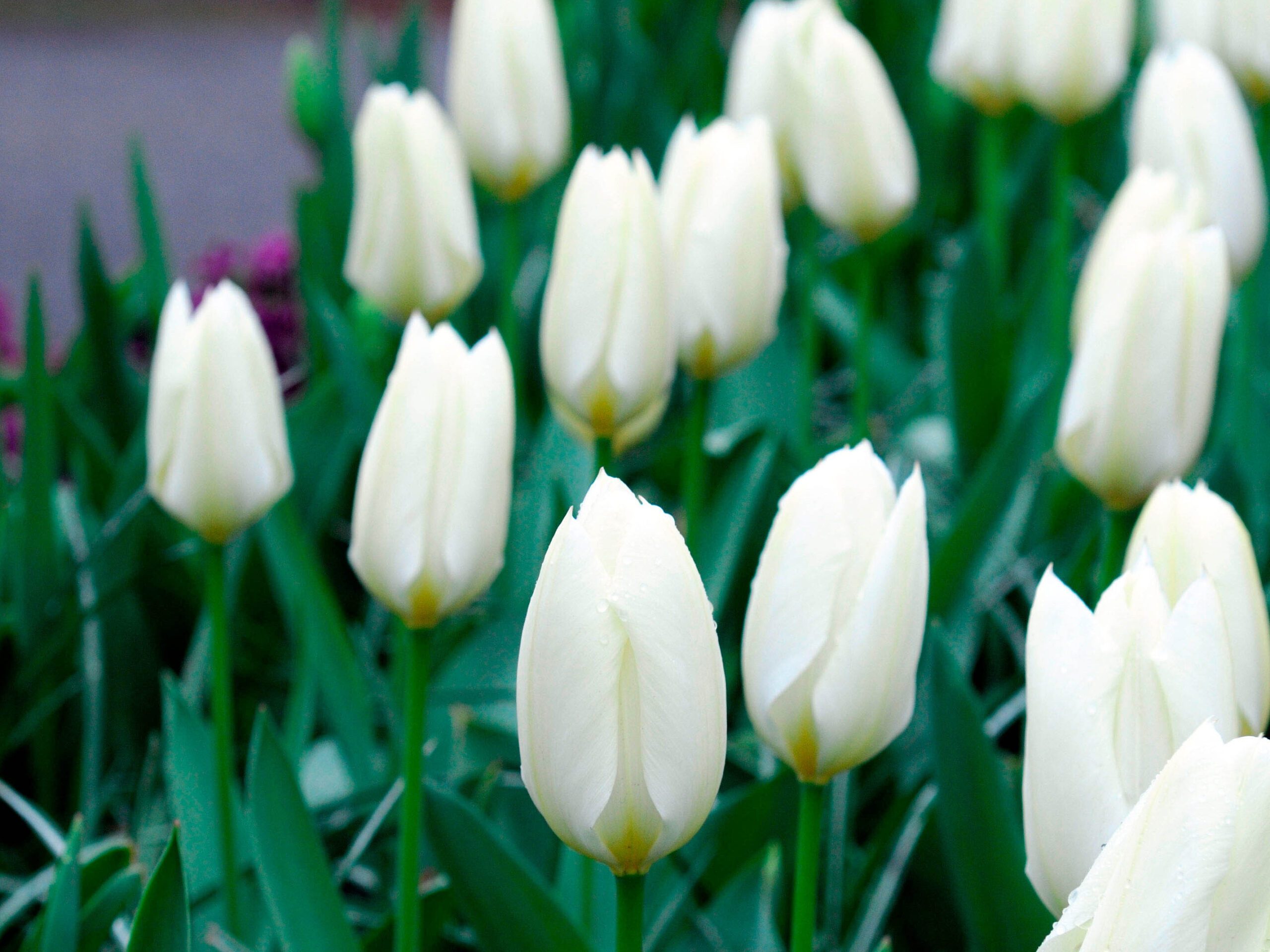 Tulip 'Purissima'