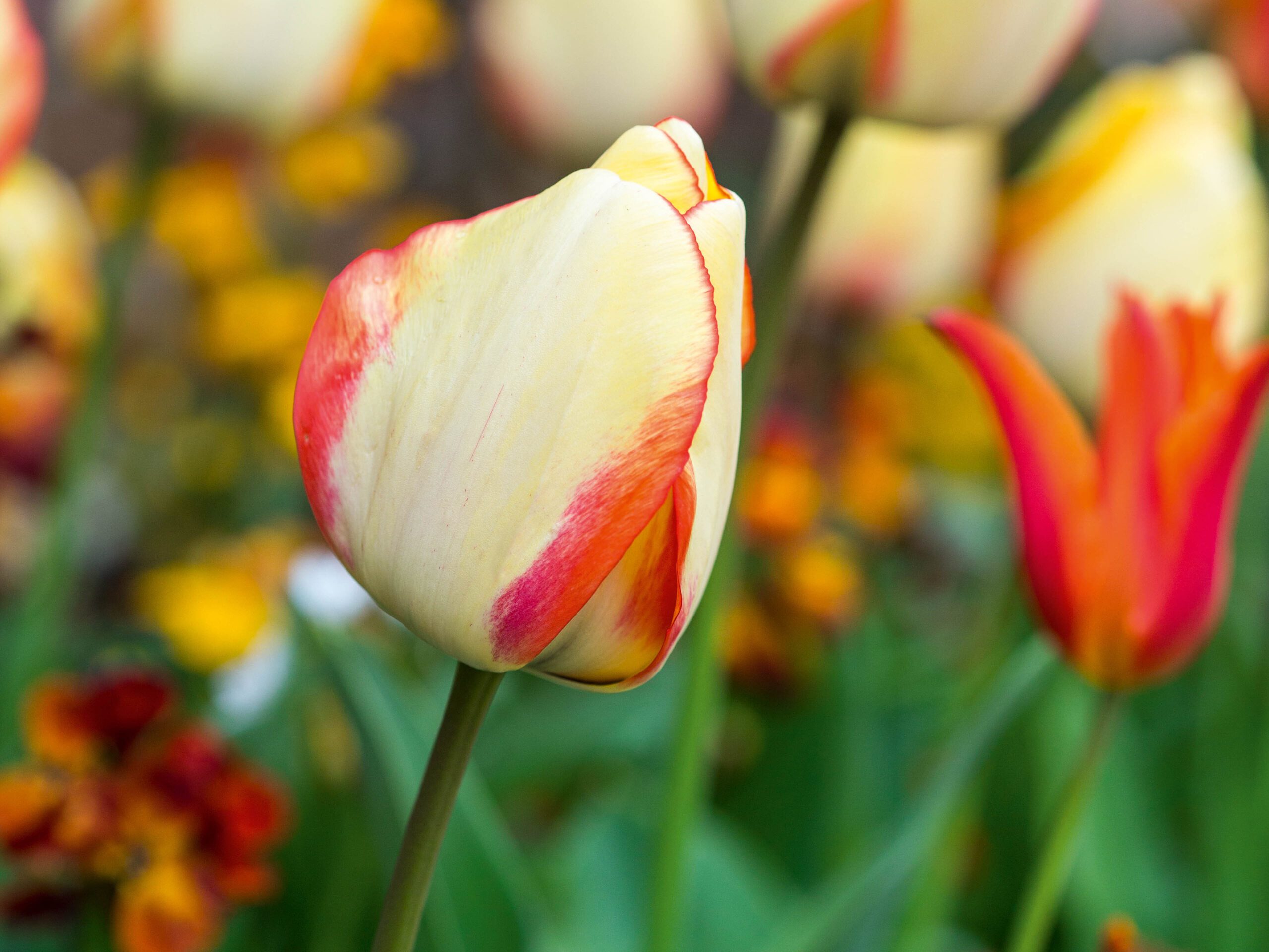 Tulip 'Beauty of Spring'