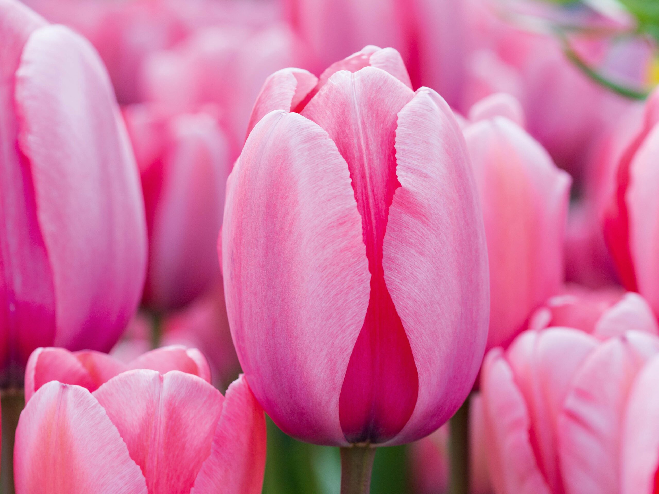 Tulip 'Pink Impression'