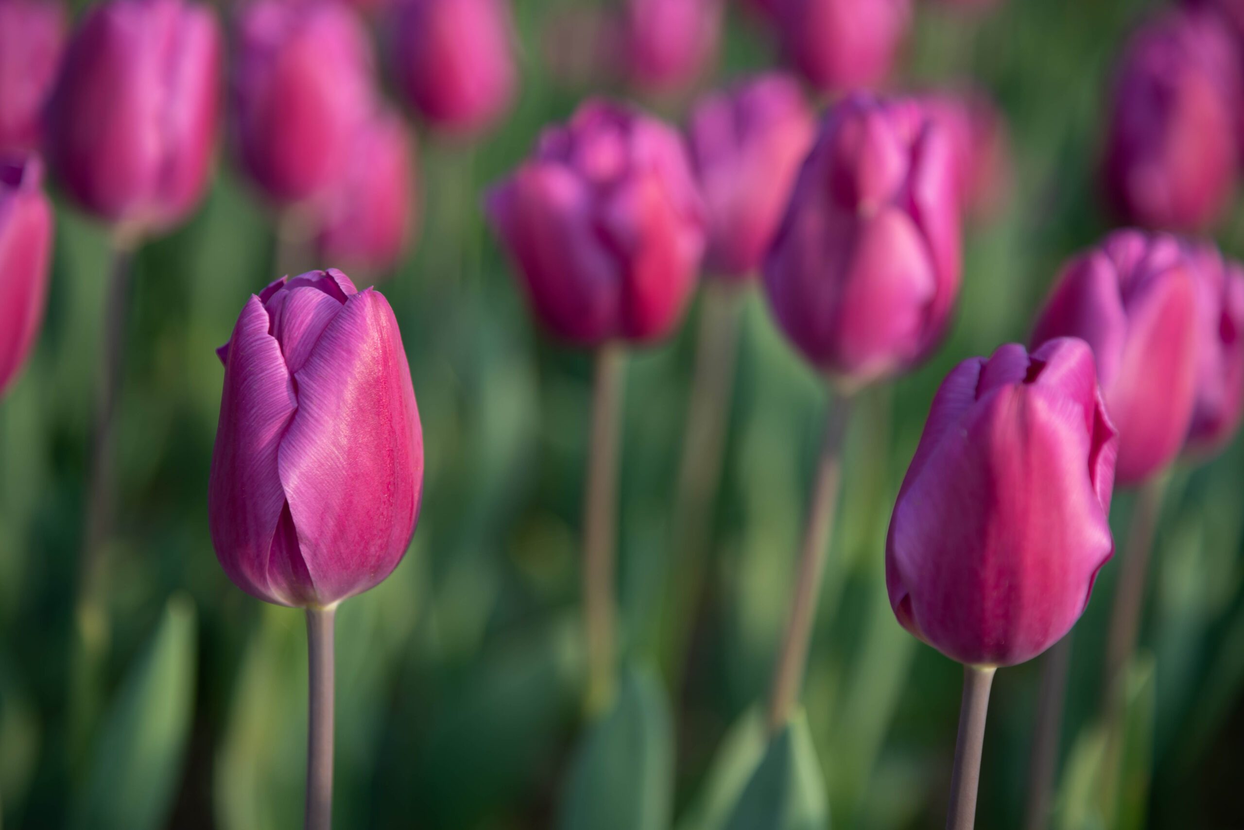 Tulip 'Negrita'