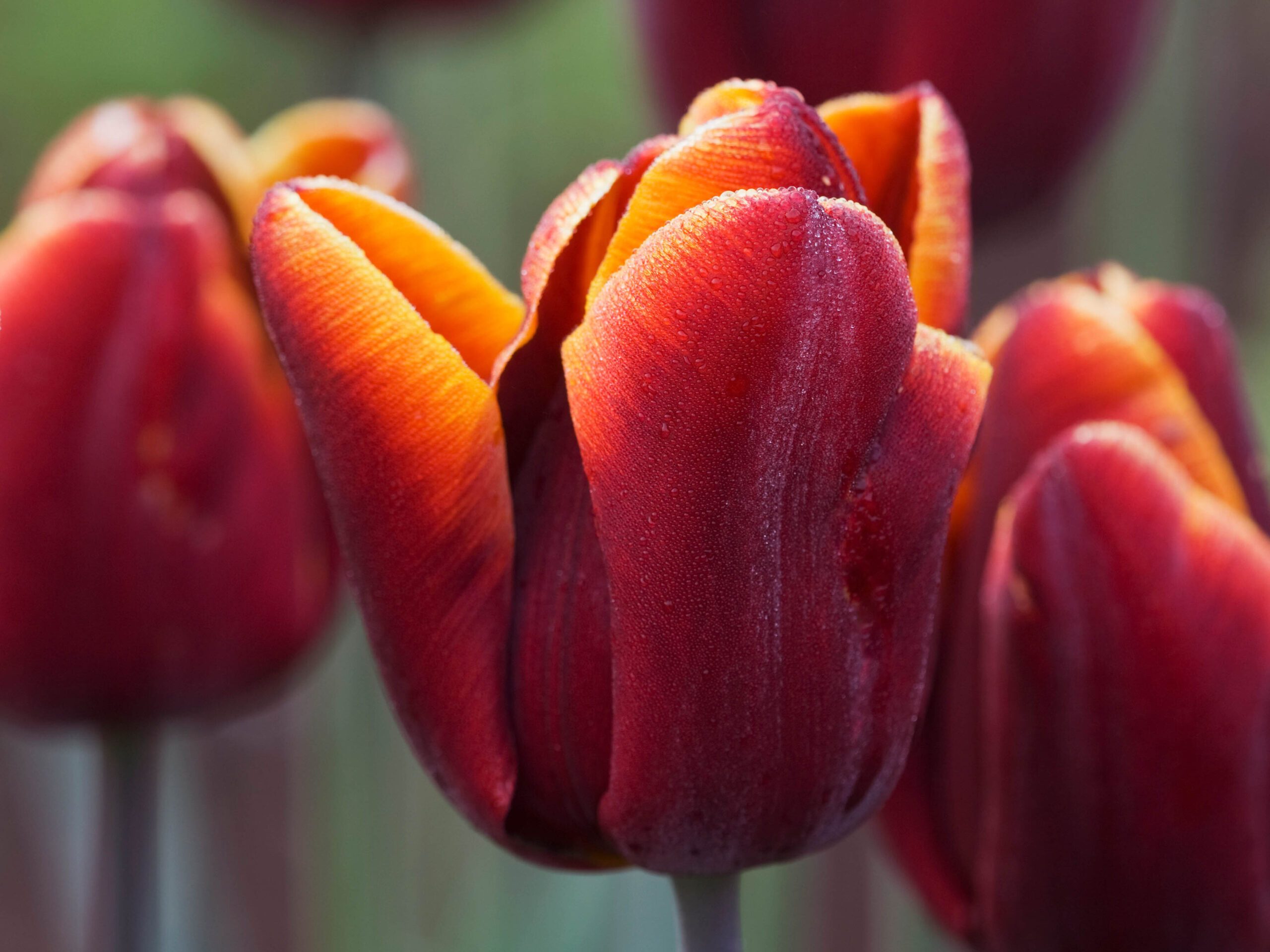Tulip 'Abu Hassan'
