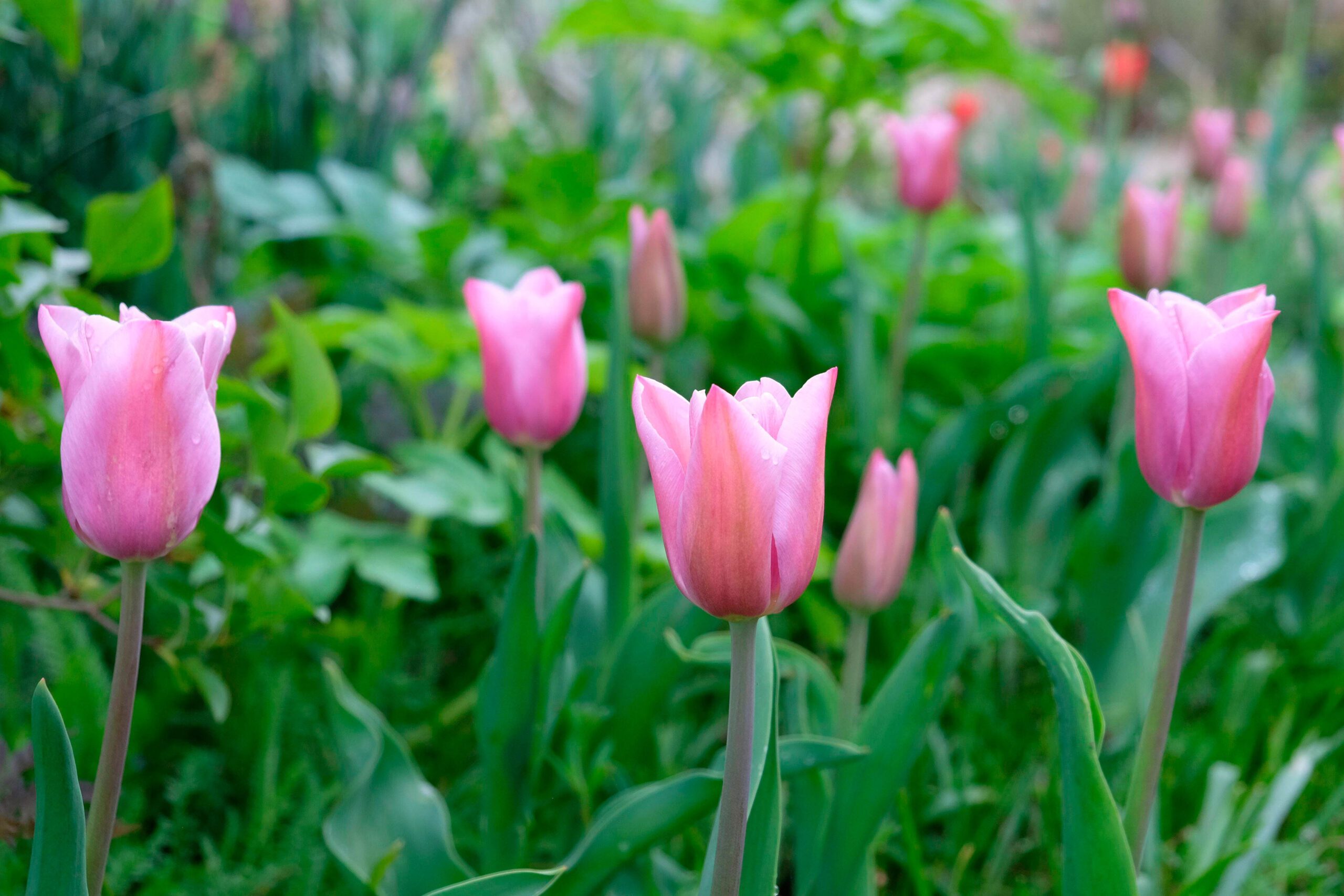 Tulip 'Mistress Mystic'