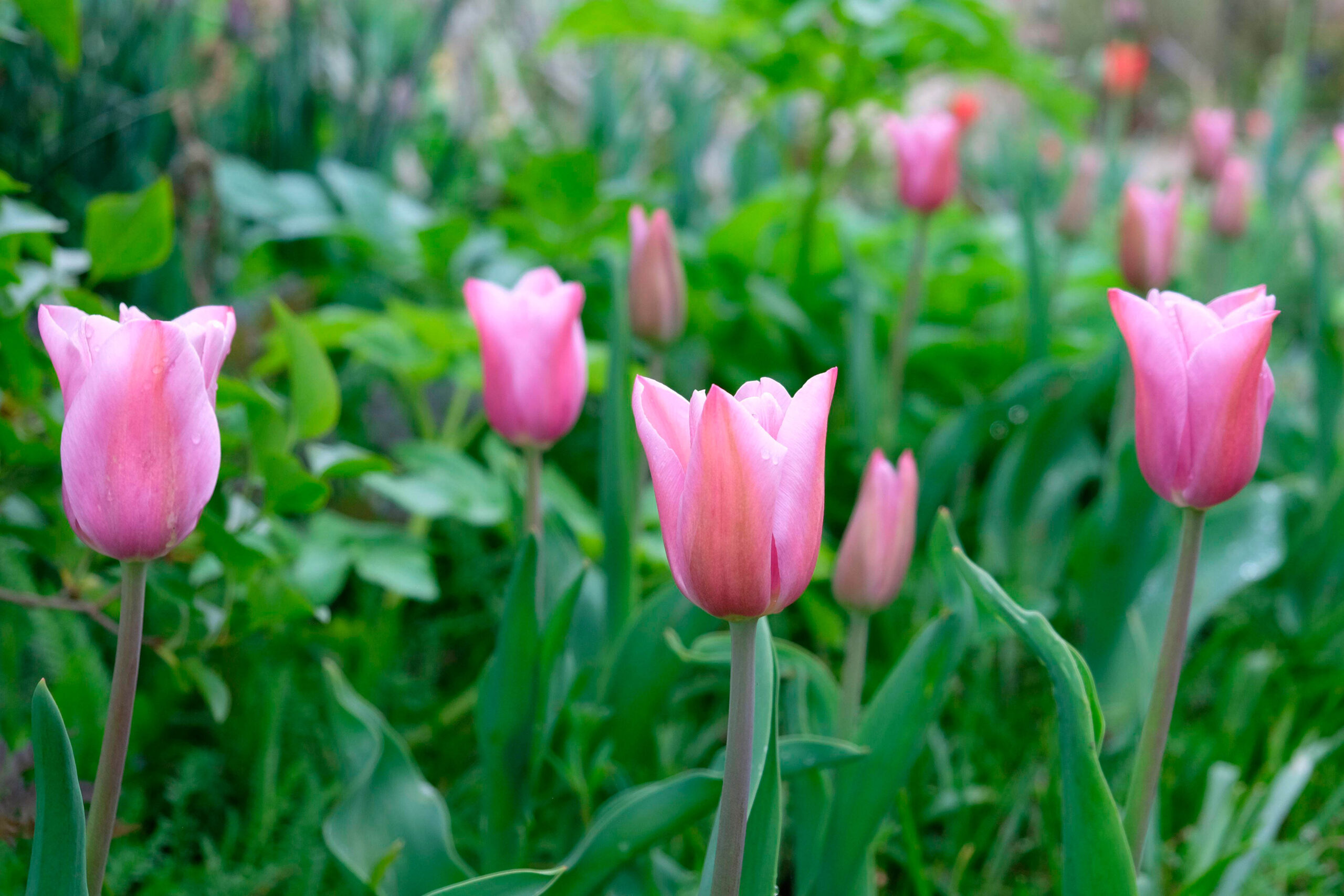 Tulip 'Mistress Mystic'