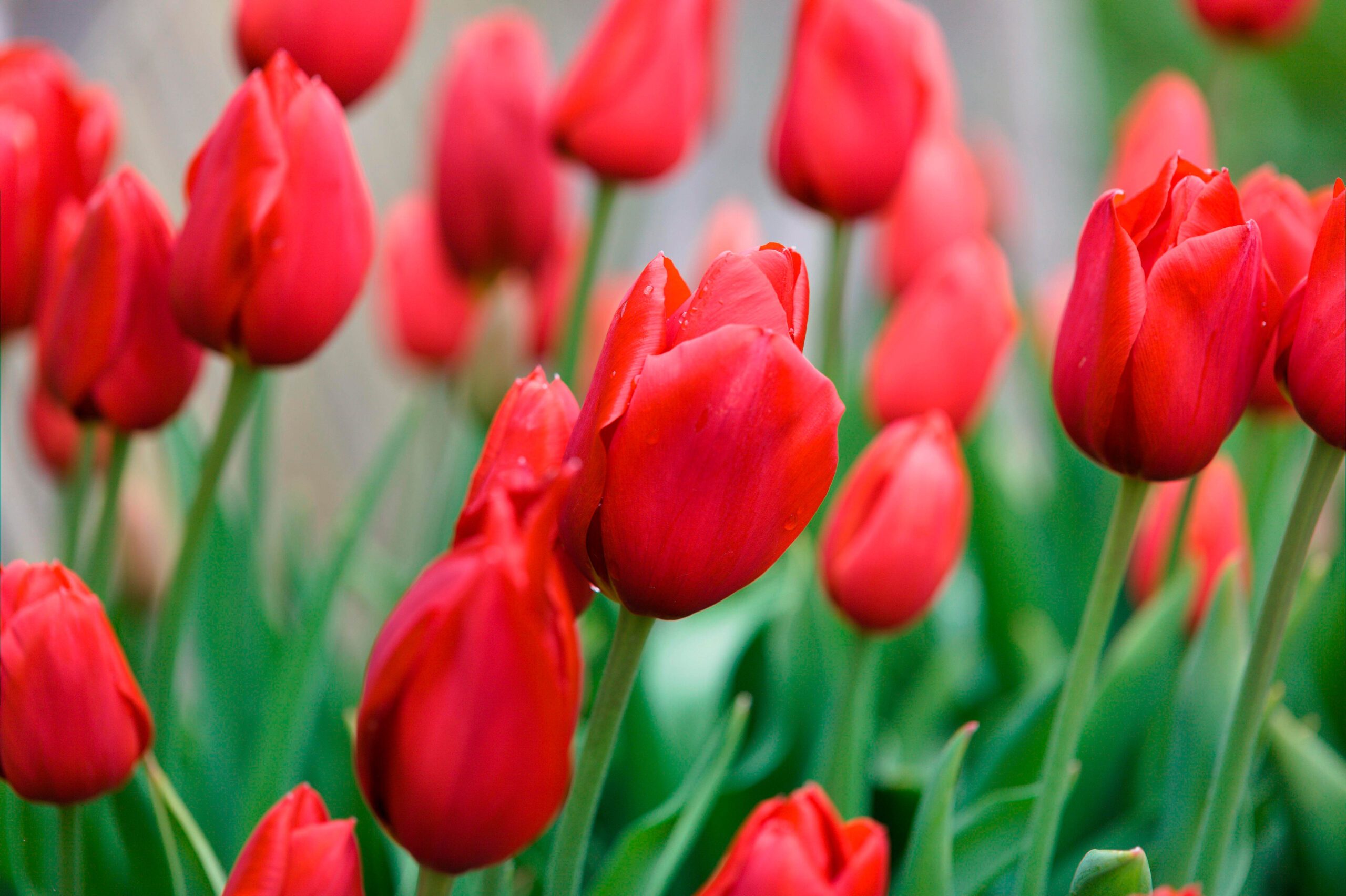 Tulipa 'Kingsblood'