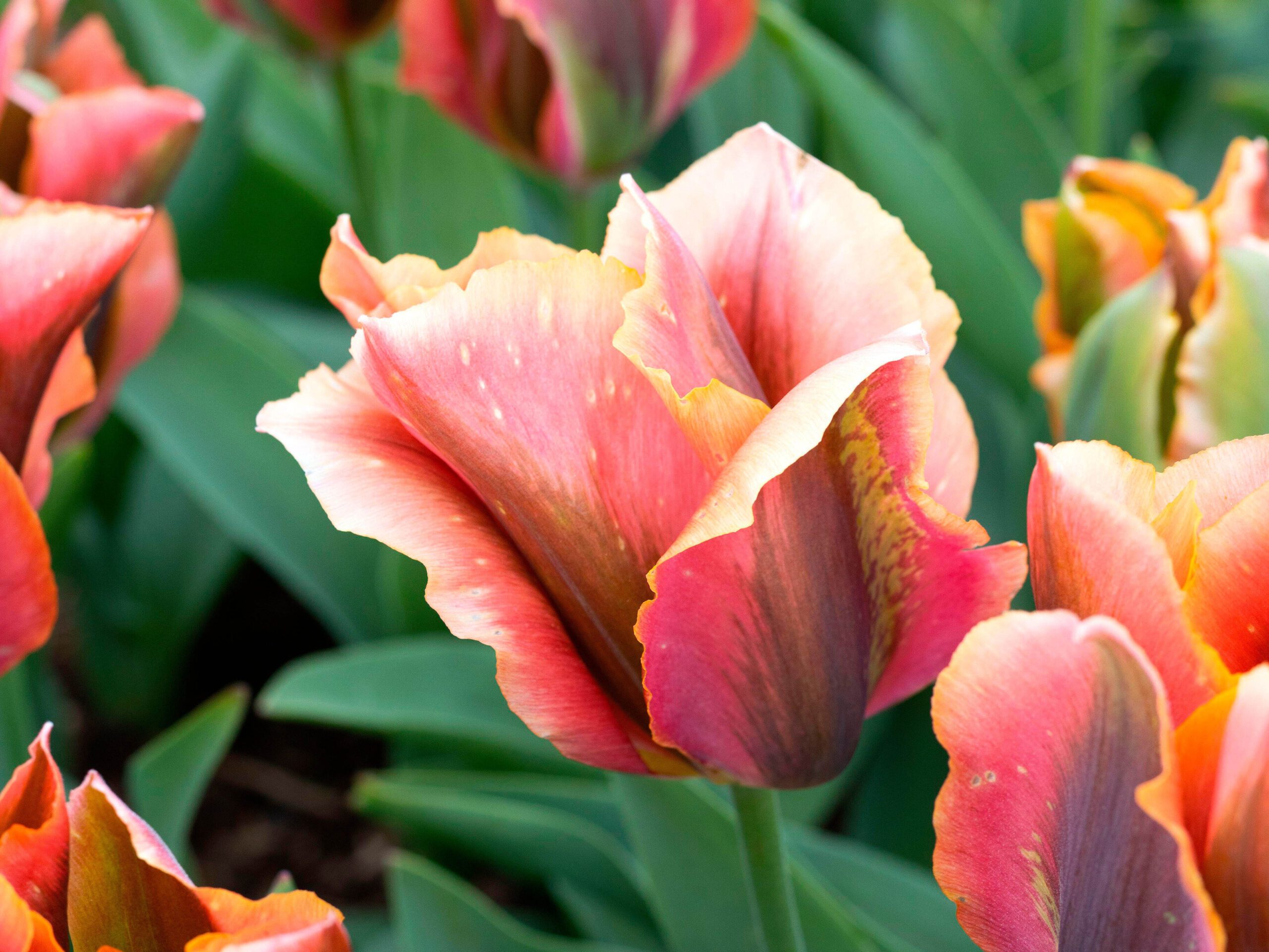 Tulipa 'Artist'