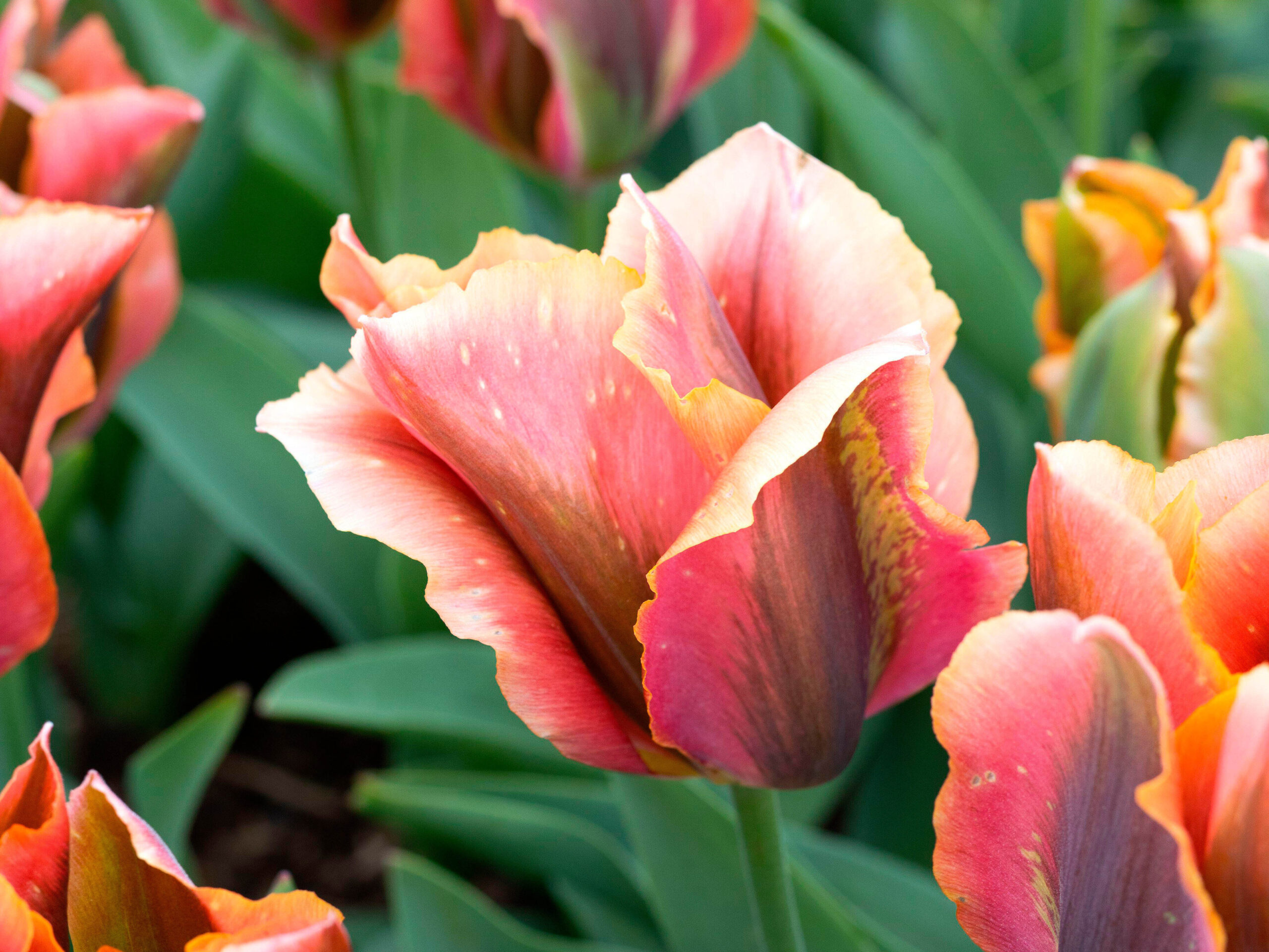 Tulipa 'Artist'